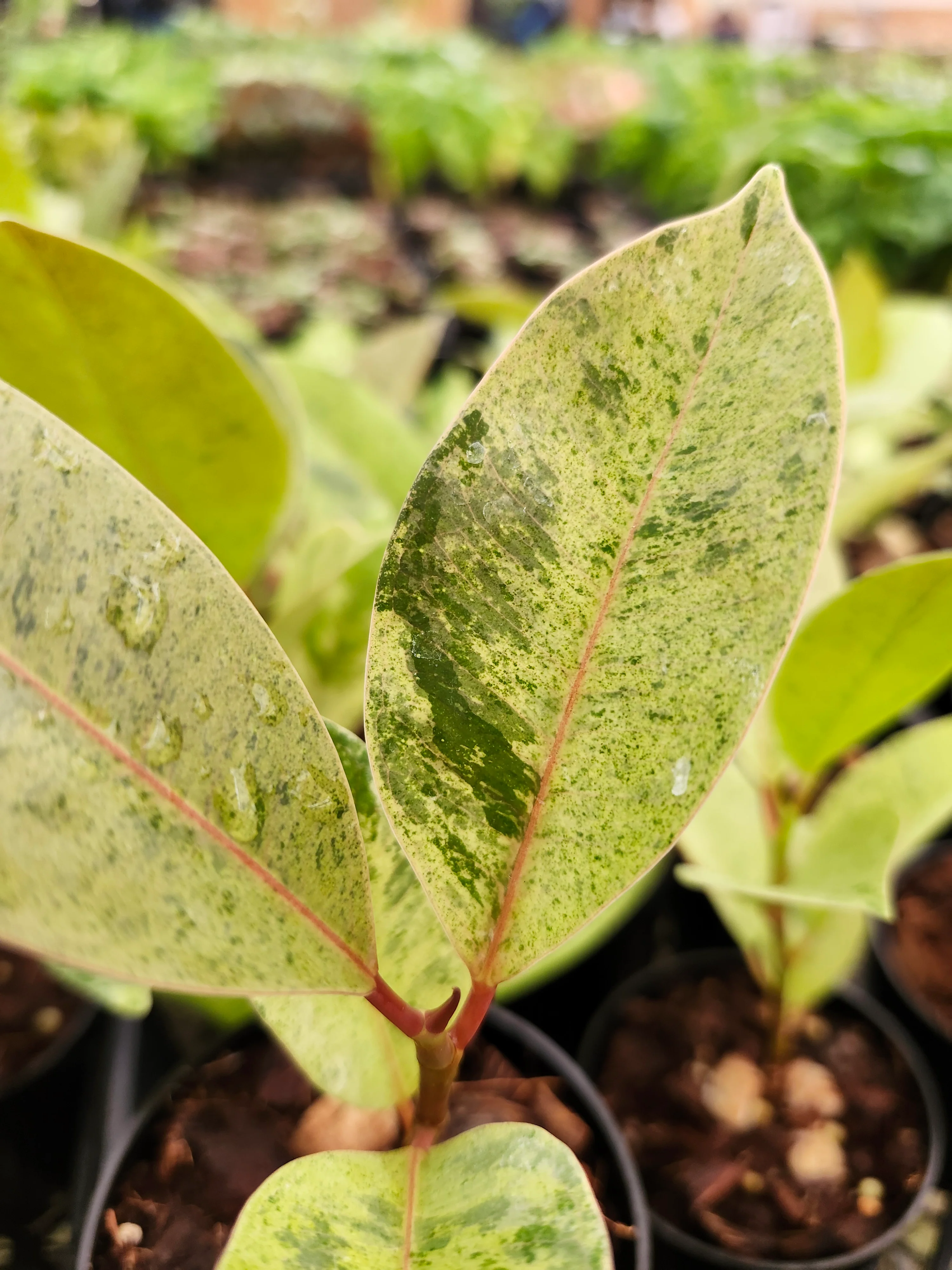 Ficus Shivereana 'Moonshine' - Image 8