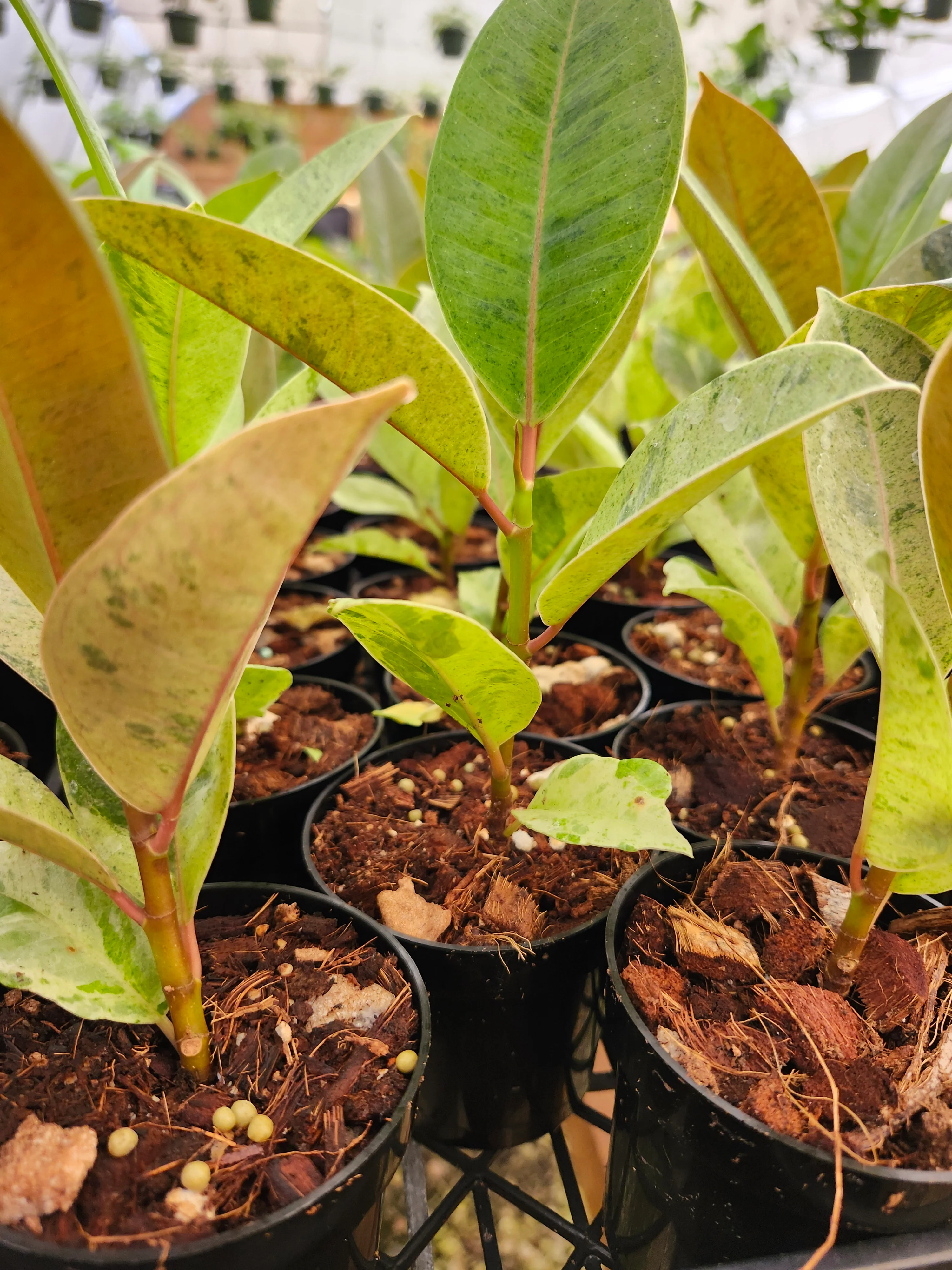 Ficus Shivereana 'Moonshine' - Image 9