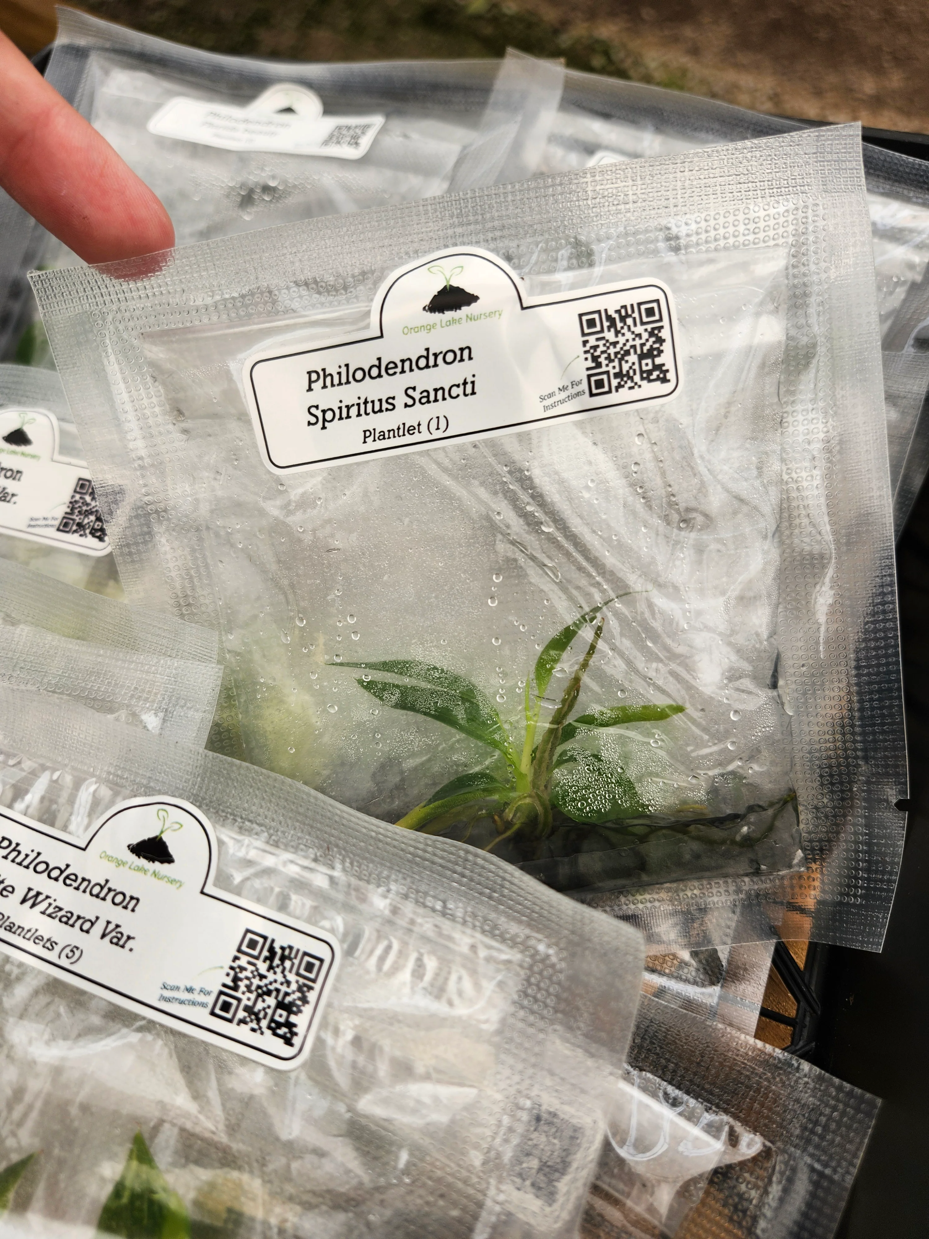 Grower’s Choice 20-Pack of Tissue Culture - Image 10