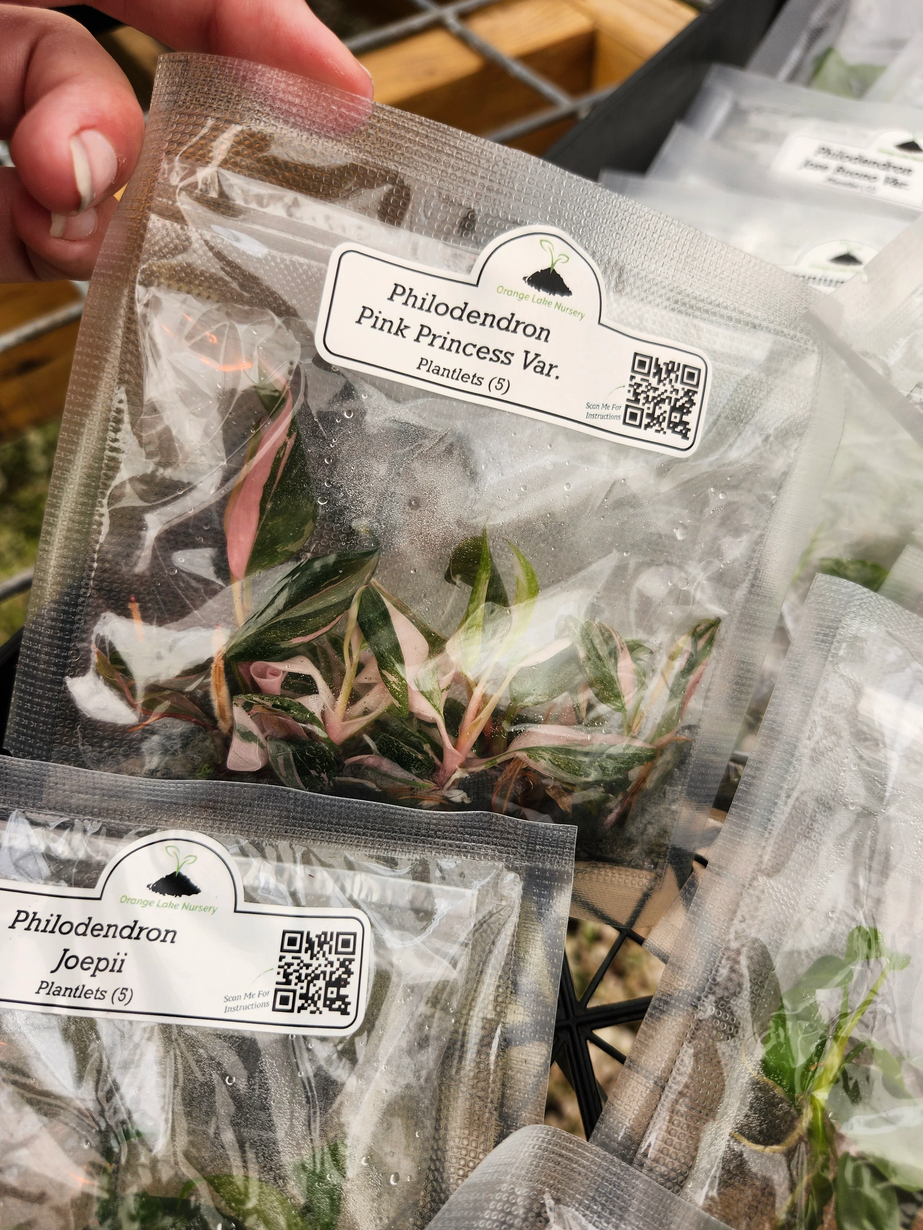 Grower’s Choice 20-Pack of Tissue Culture - Image 11