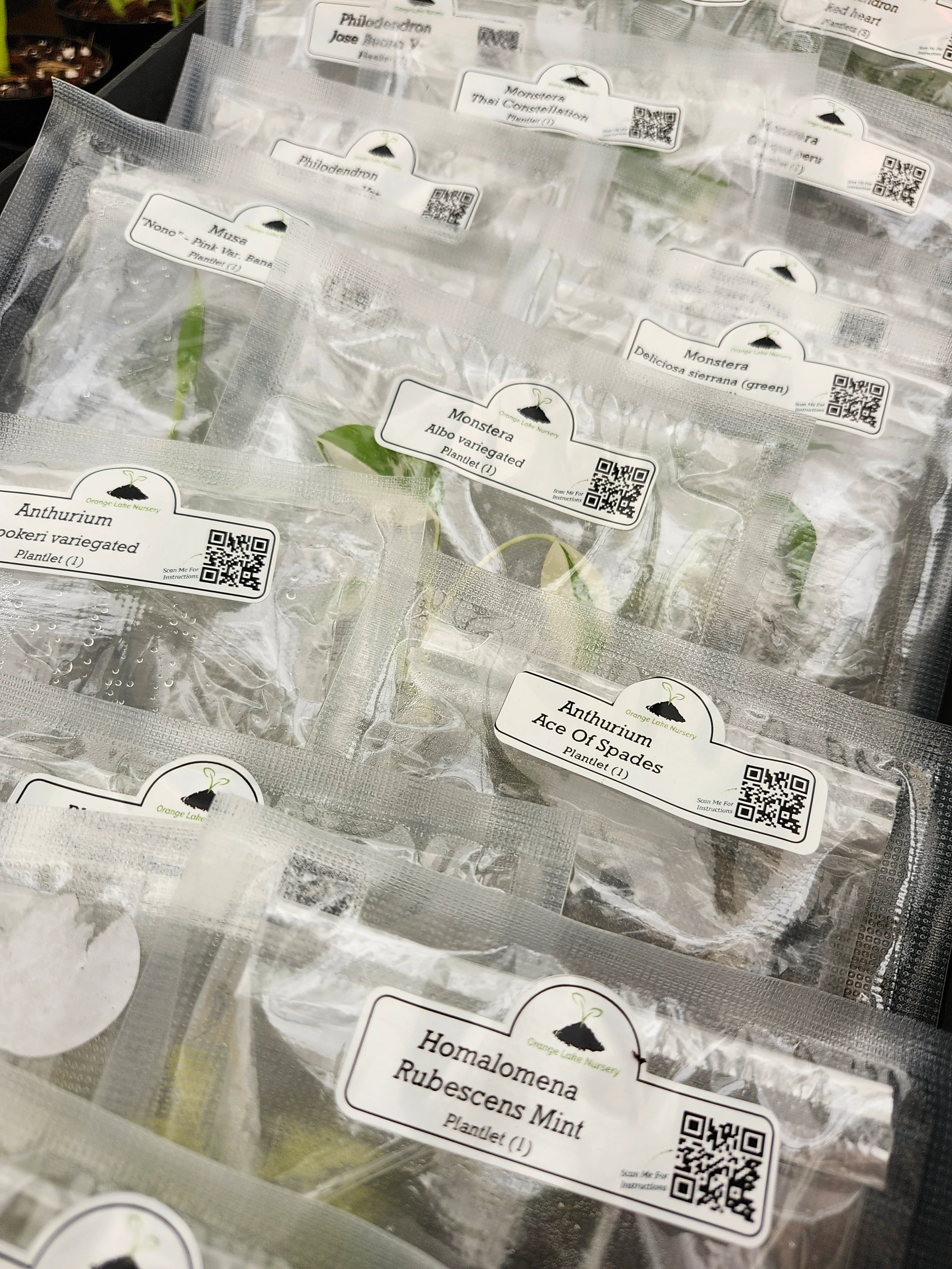 Grower’s Choice 20-Pack of Tissue Culture - Image 12