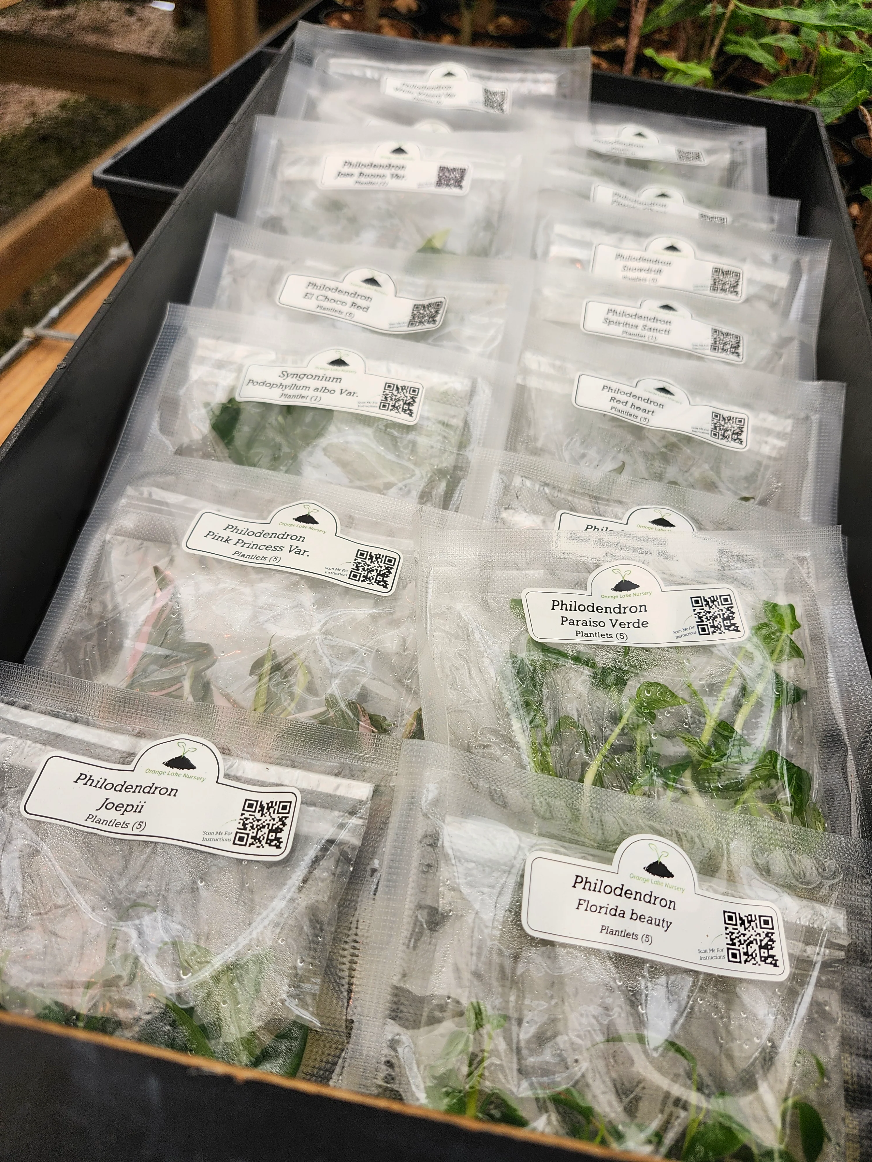 Grower’s Choice 20-Pack of Tissue Culture - Image 3