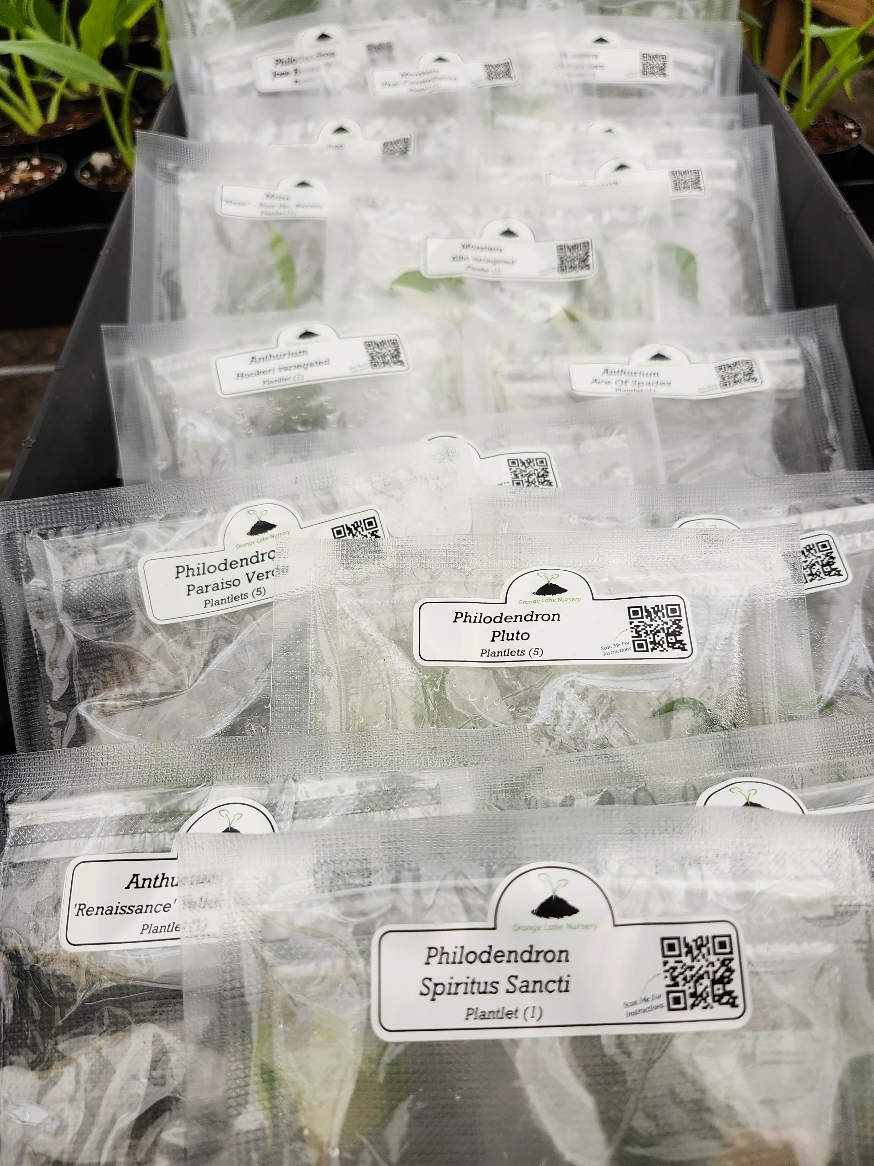 Grower’s Choice 20-Pack of Tissue Culture - Image 4