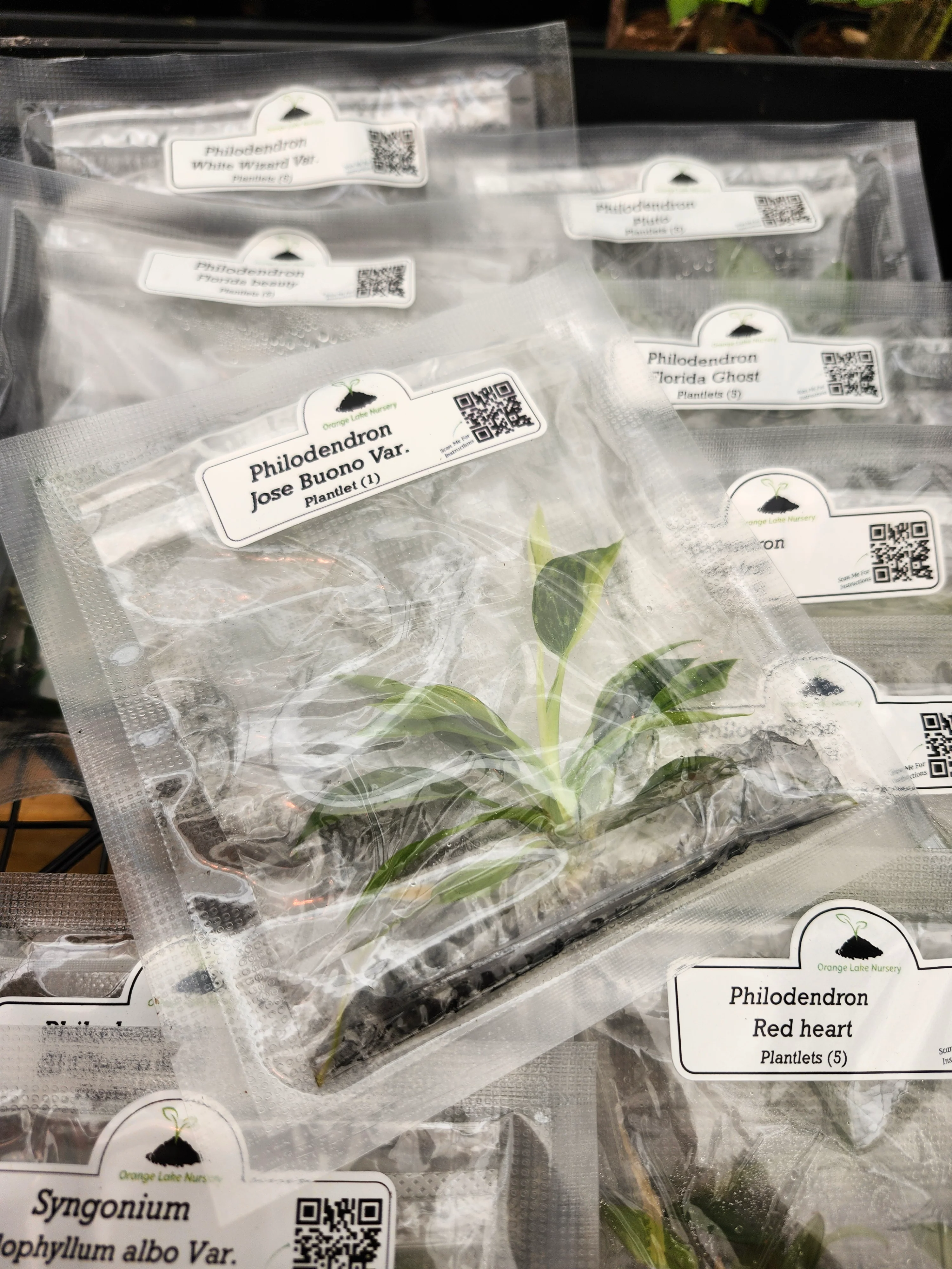 Grower’s Choice 20-Pack of Tissue Culture - Image 5