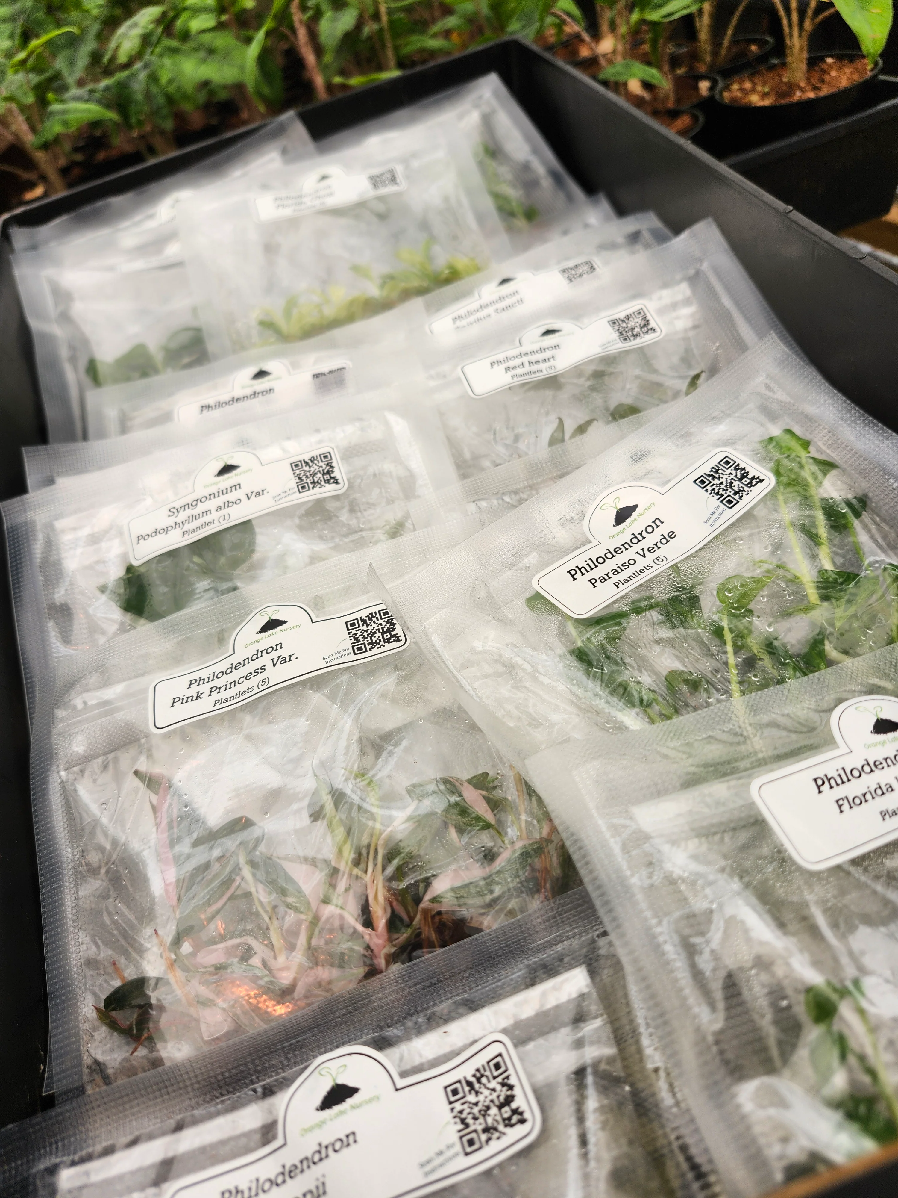 Grower’s Choice 20-Pack of Tissue Culture - Image 6