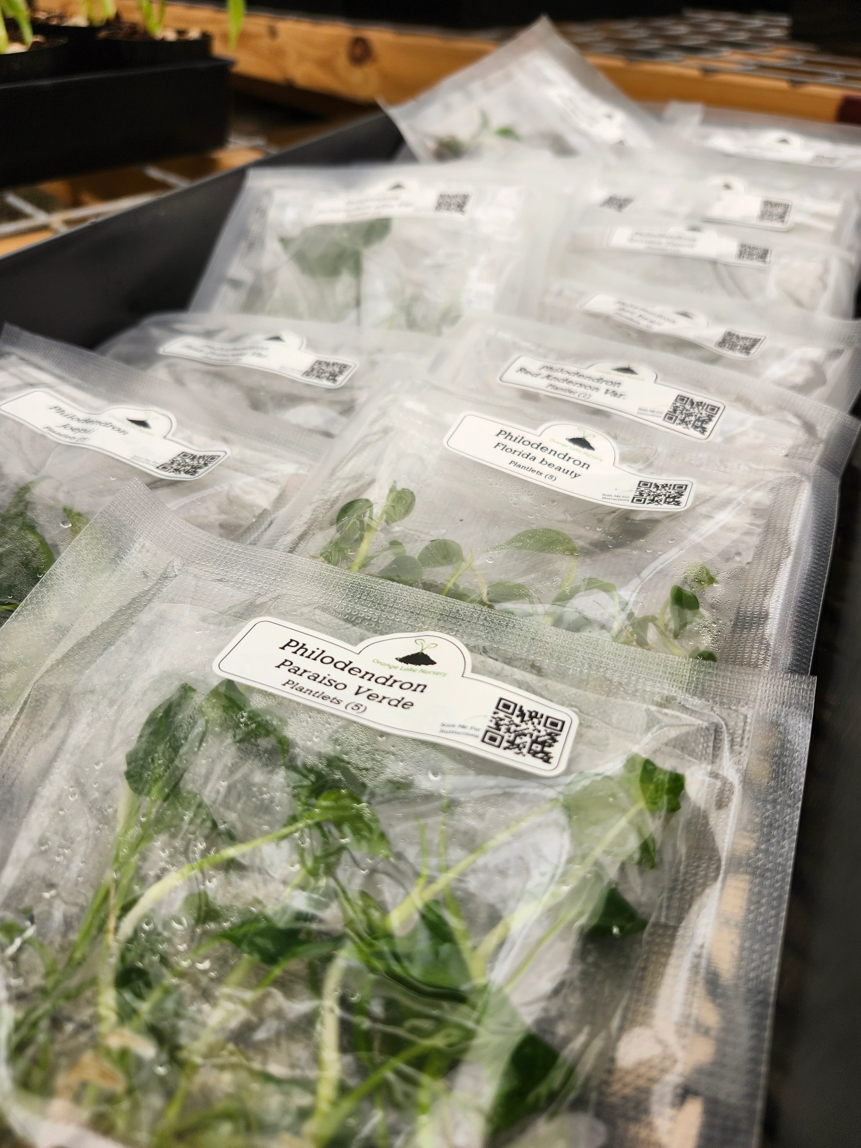 Grower’s Choice 20-Pack of Tissue Culture - Image 7