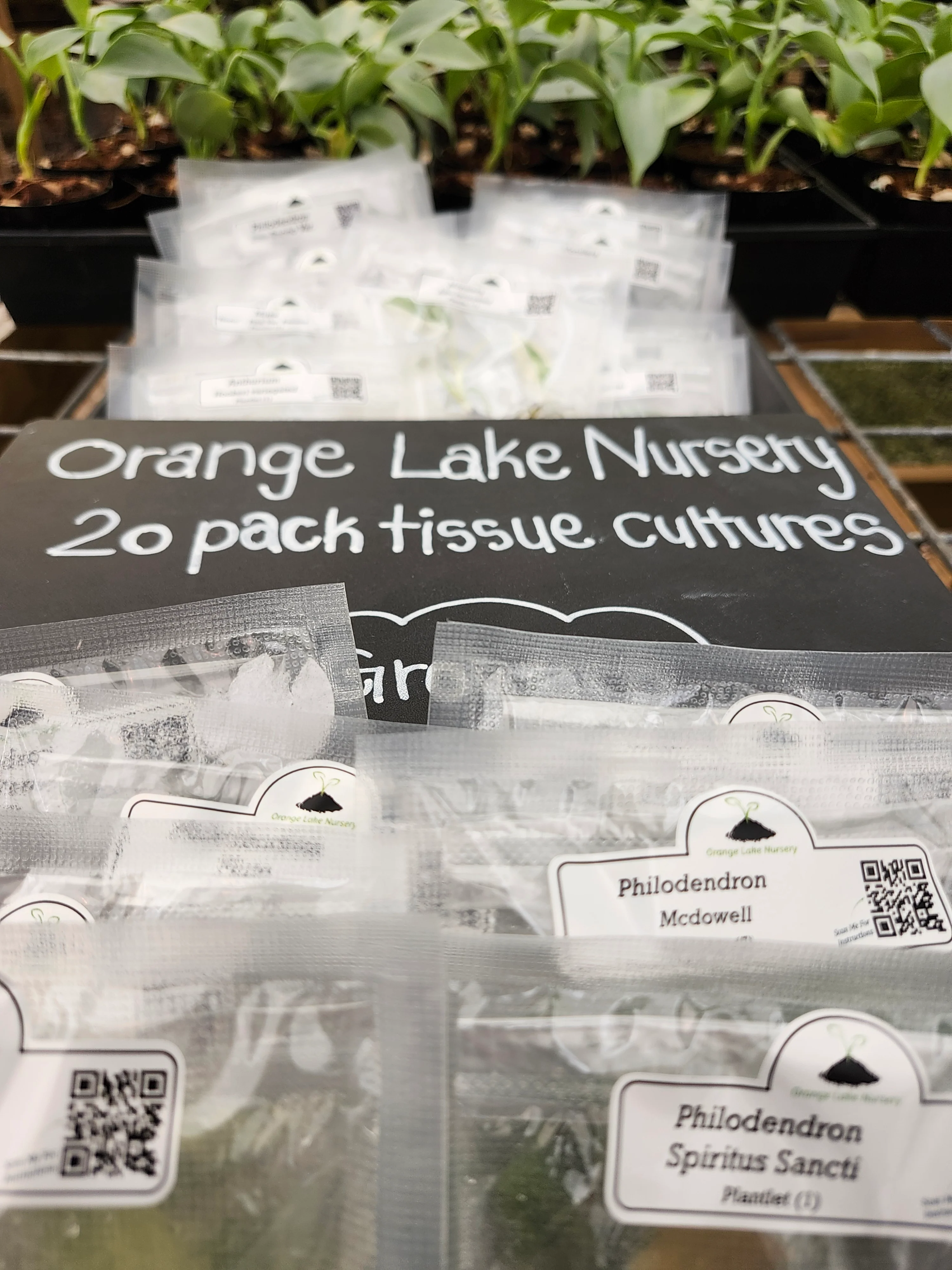 Grower’s Choice 20-Pack of Tissue Culture - Image 8