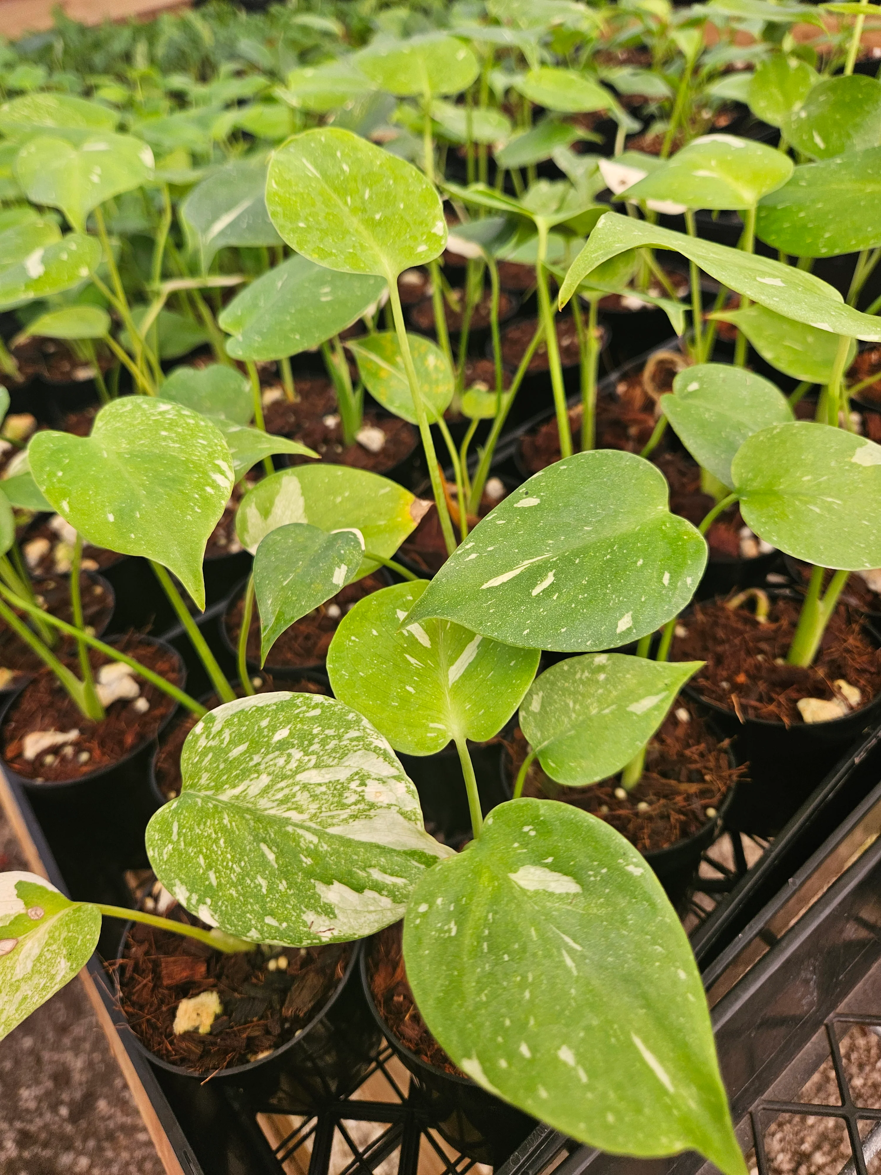 Low Var/ Rehab Monstera Thai Constellation - Image 10