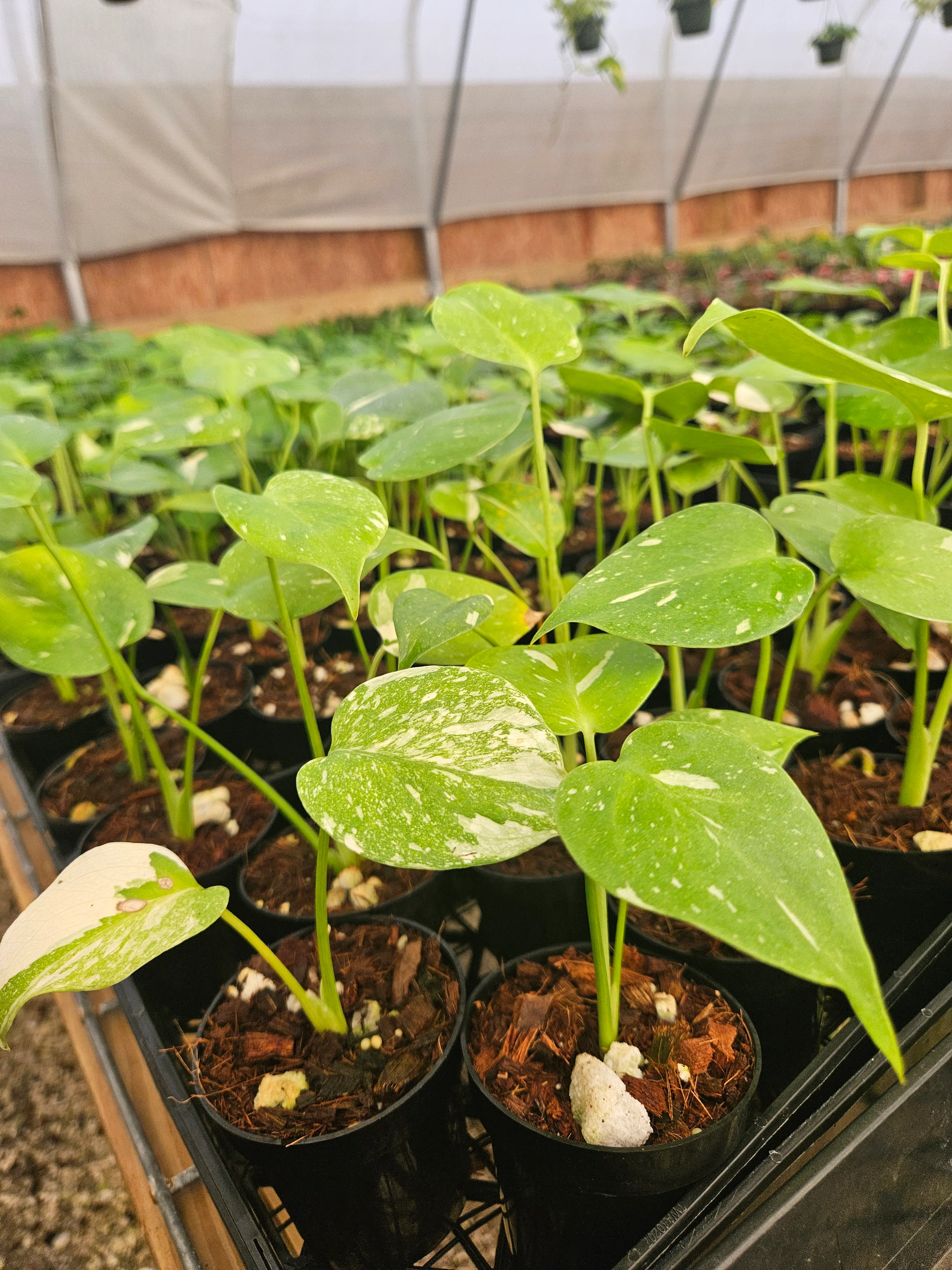 Low Var/ Rehab Monstera Thai Constellation - Image 3