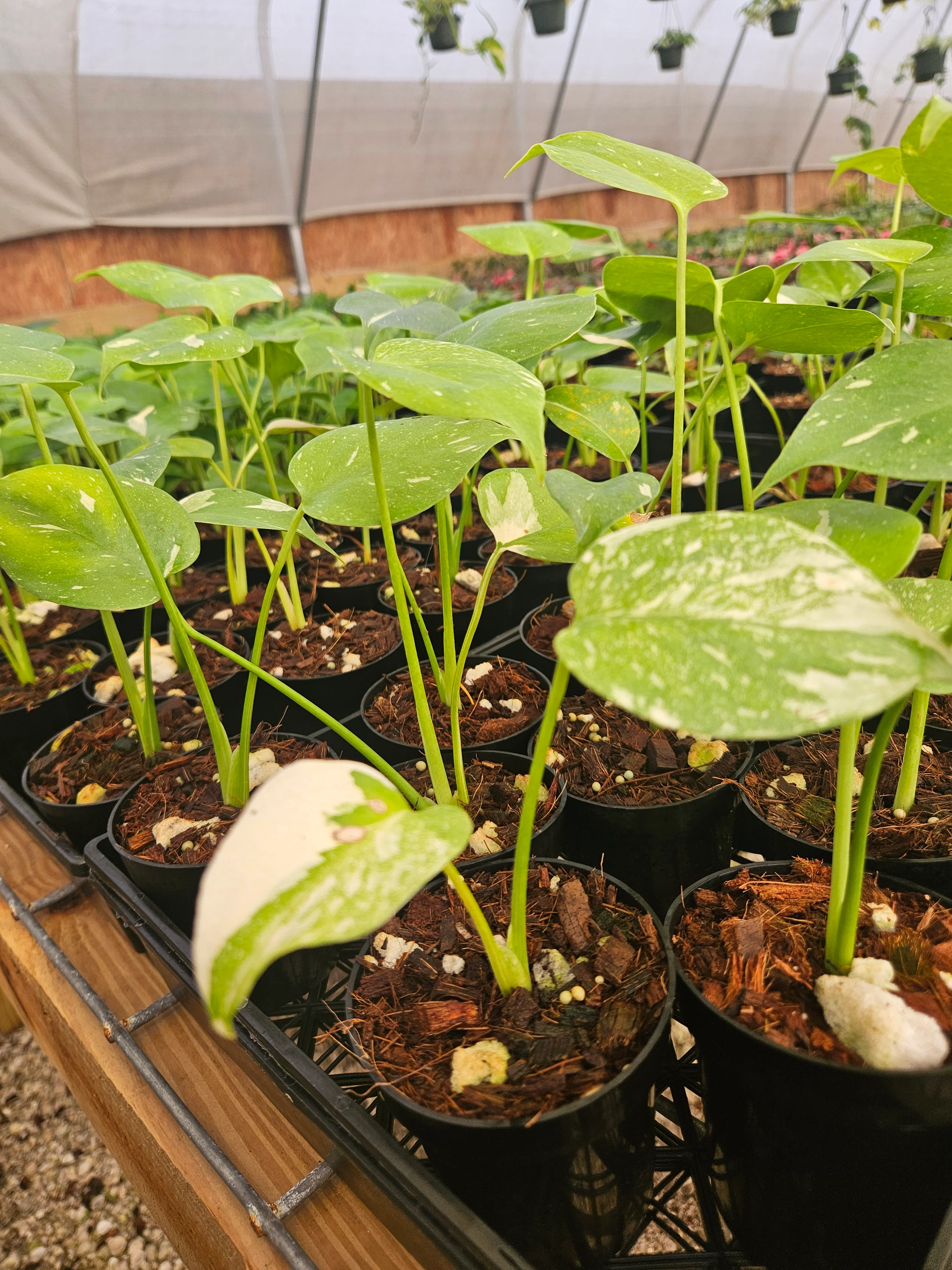 Low Var/ Rehab Monstera Thai Constellation - Image 4