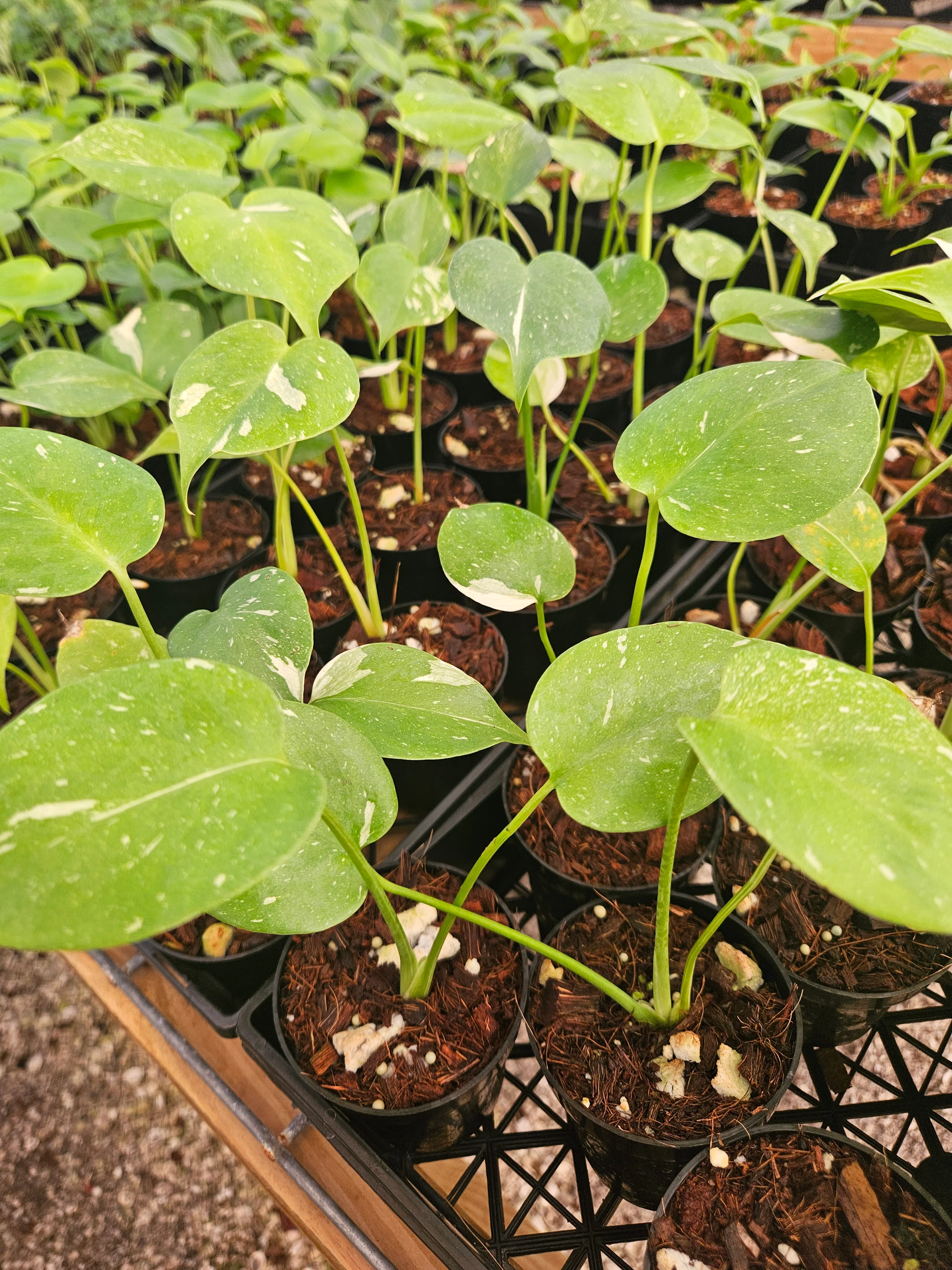 Low Var/ Rehab Monstera Thai Constellation - Image 5