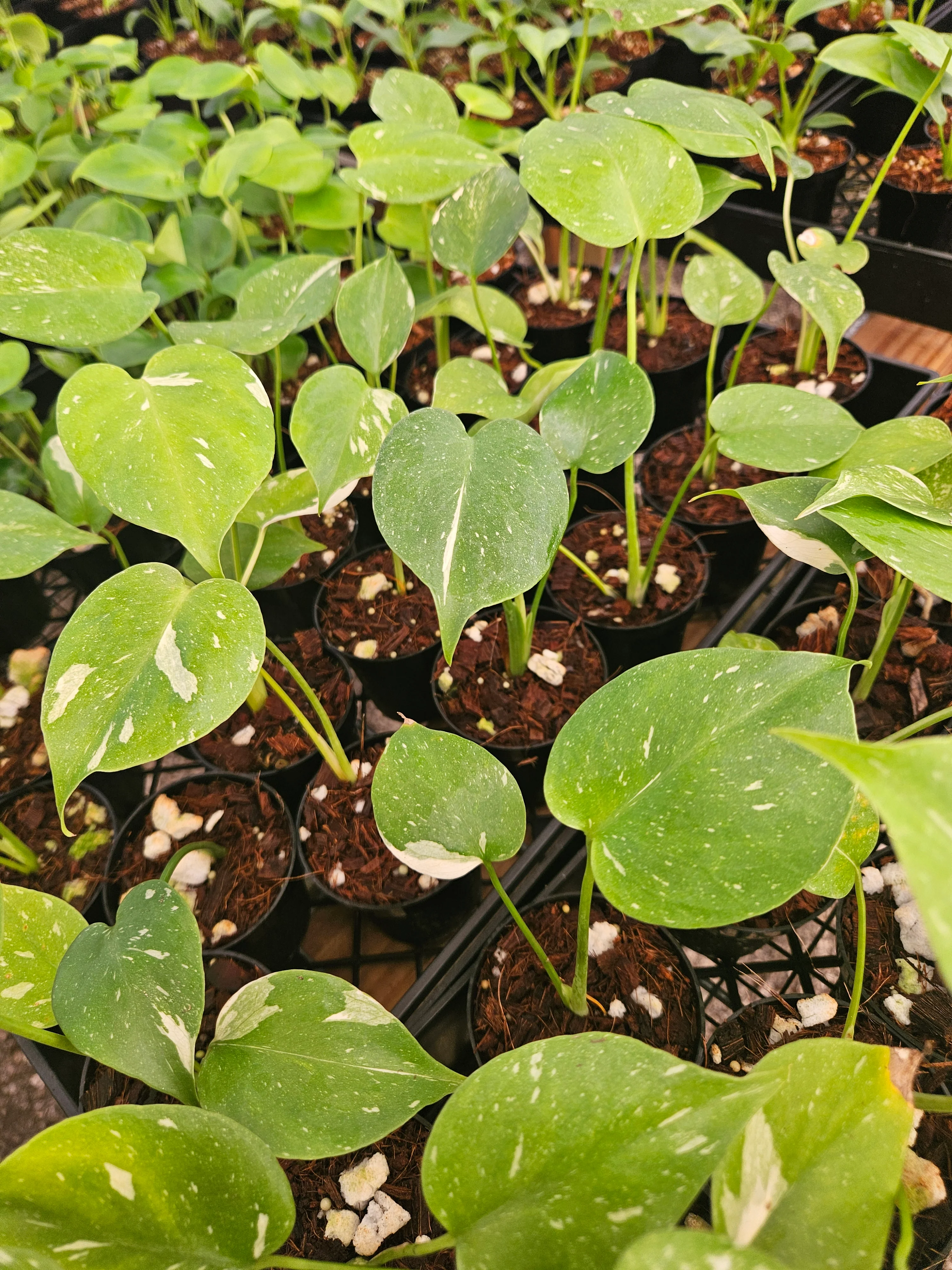 Low Var/ Rehab Monstera Thai Constellation - Image 6