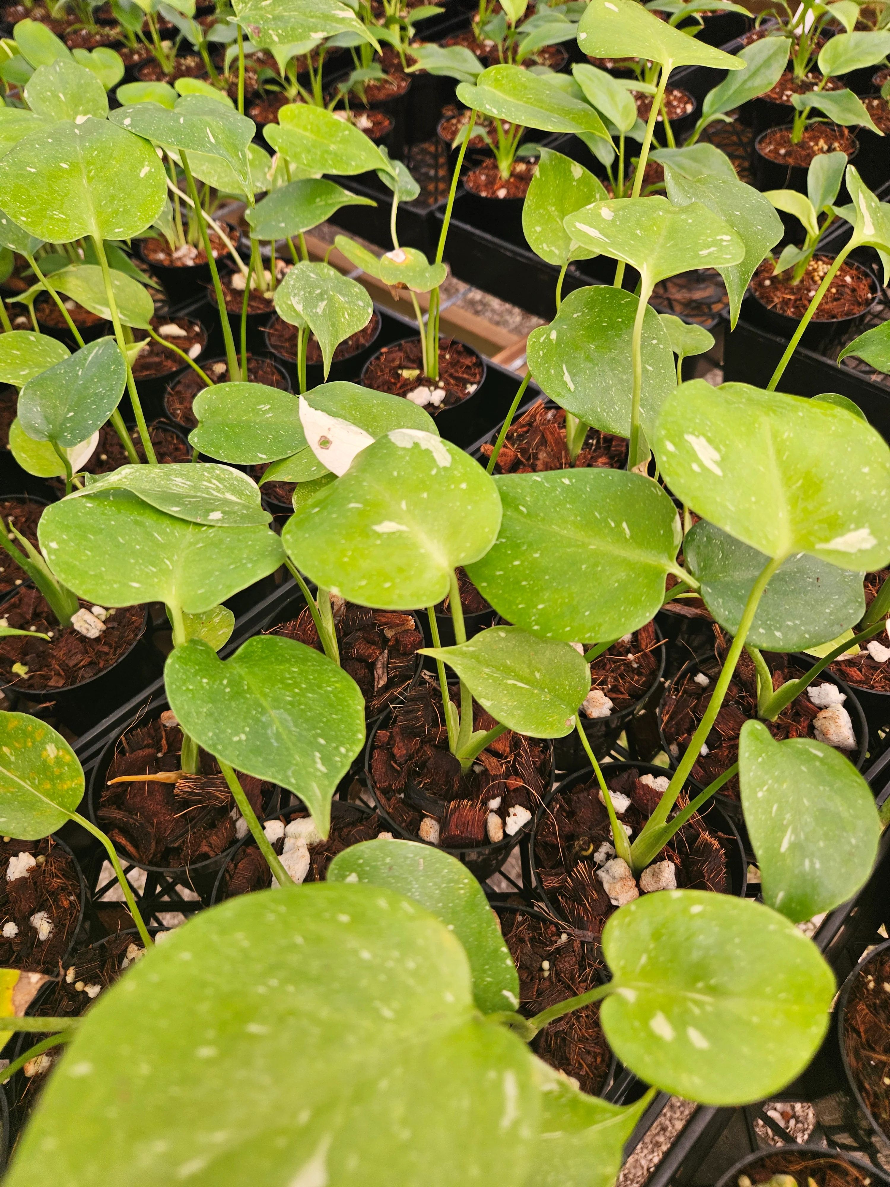 Low Var/ Rehab Monstera Thai Constellation - Image 7