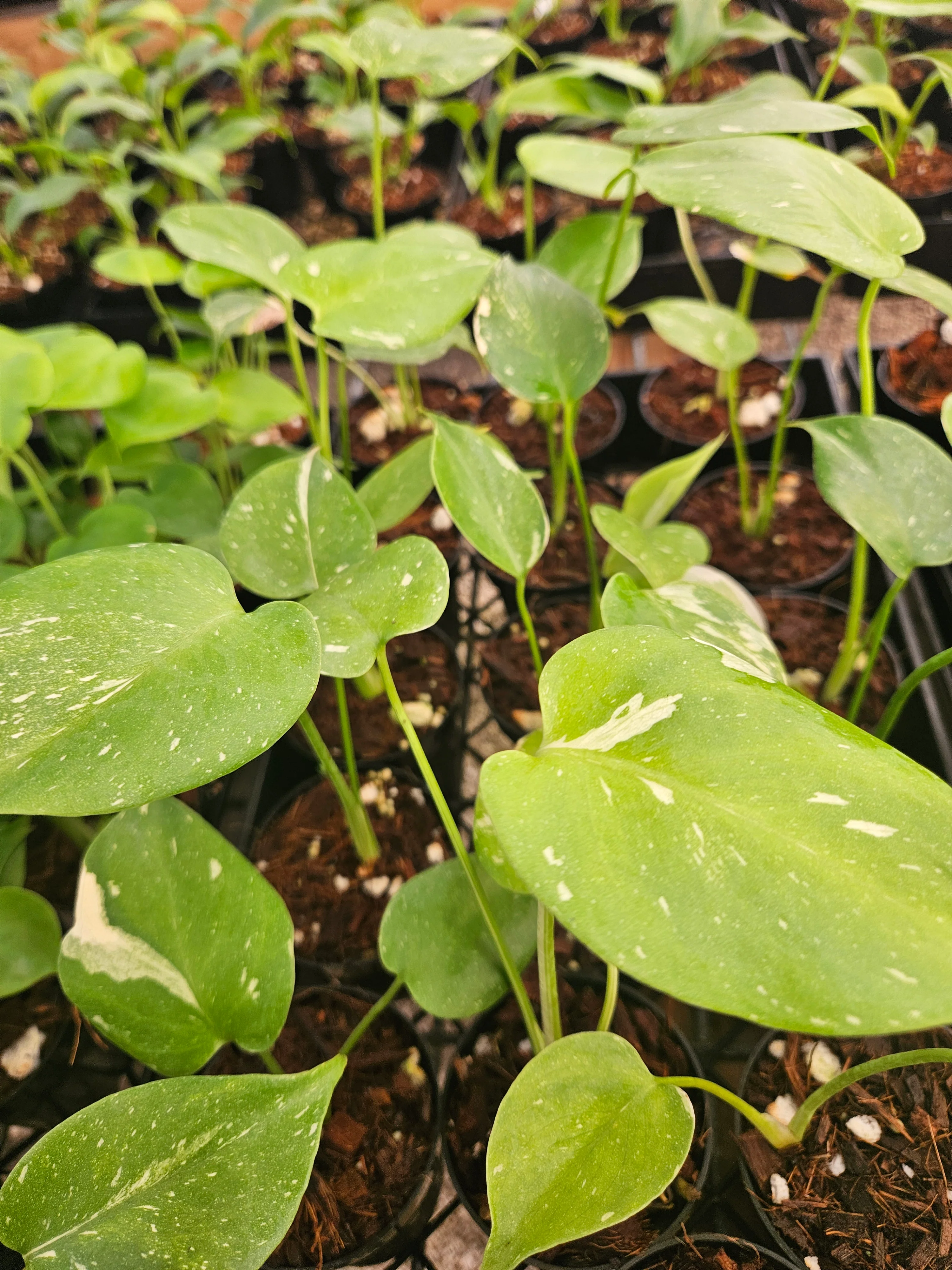 Low Var/ Rehab Monstera Thai Constellation - Image 8