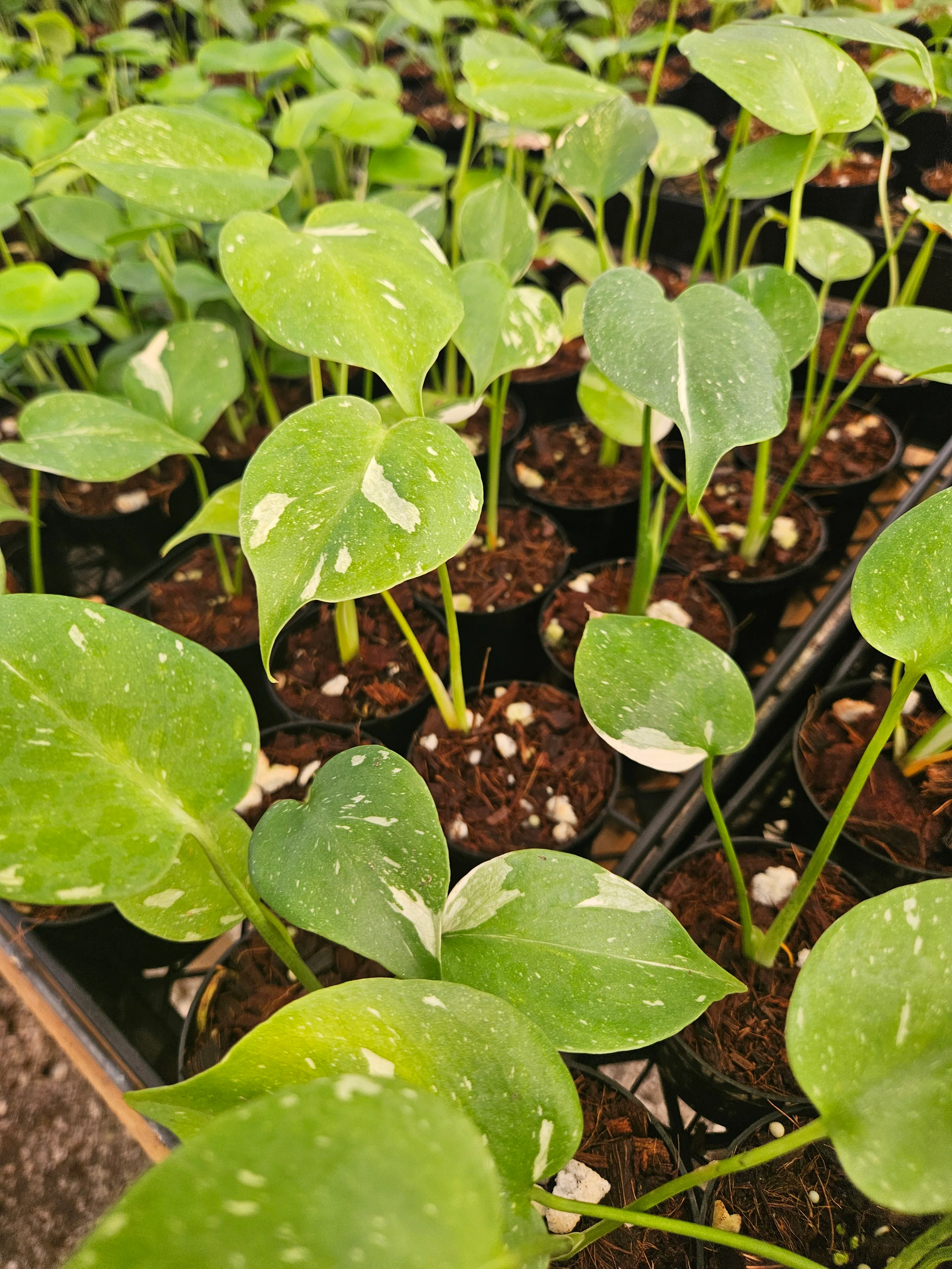 Low Var/ Rehab Monstera Thai Constellation - Image 9