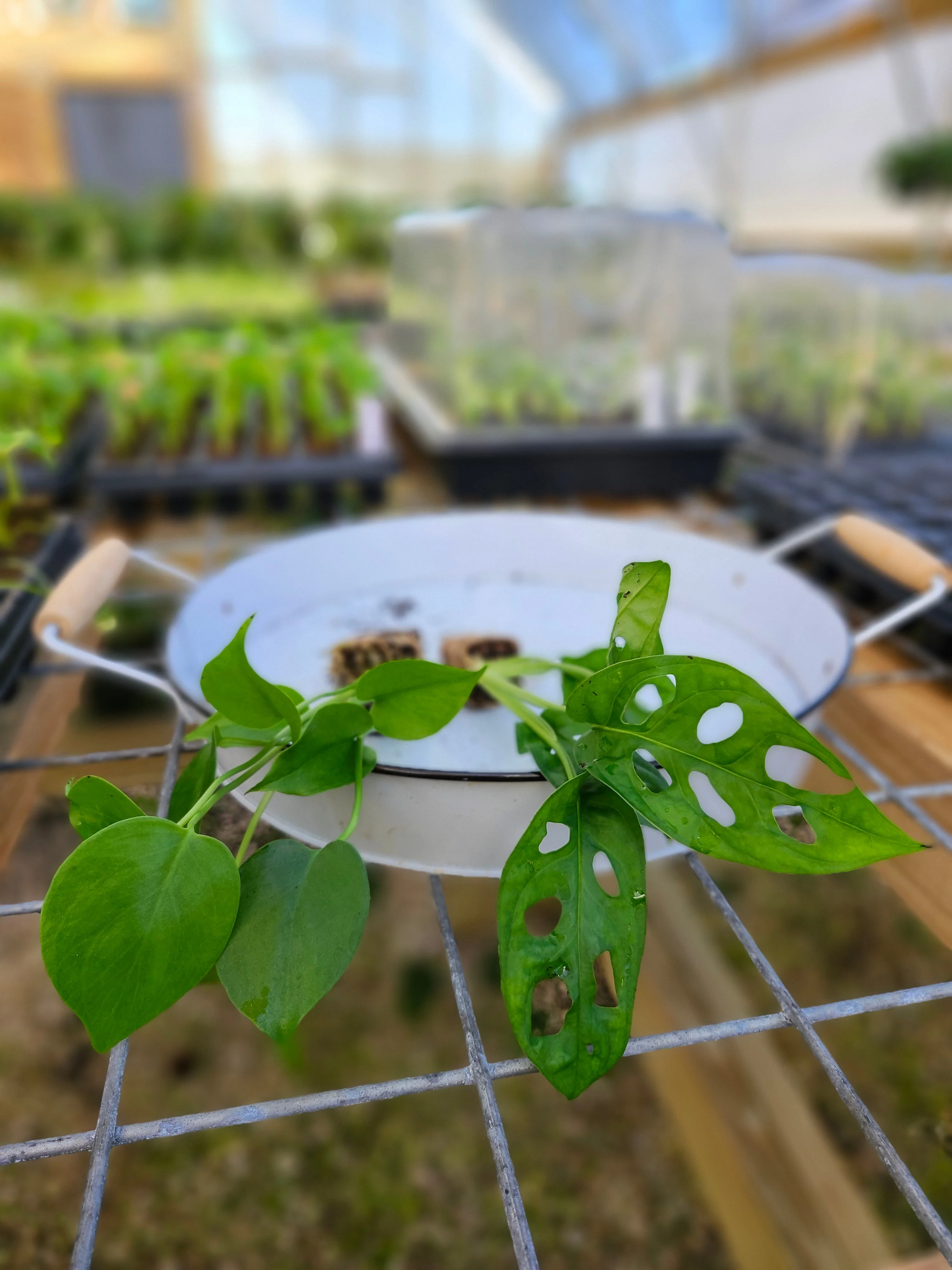 Monstera 2 Pack - Image 10