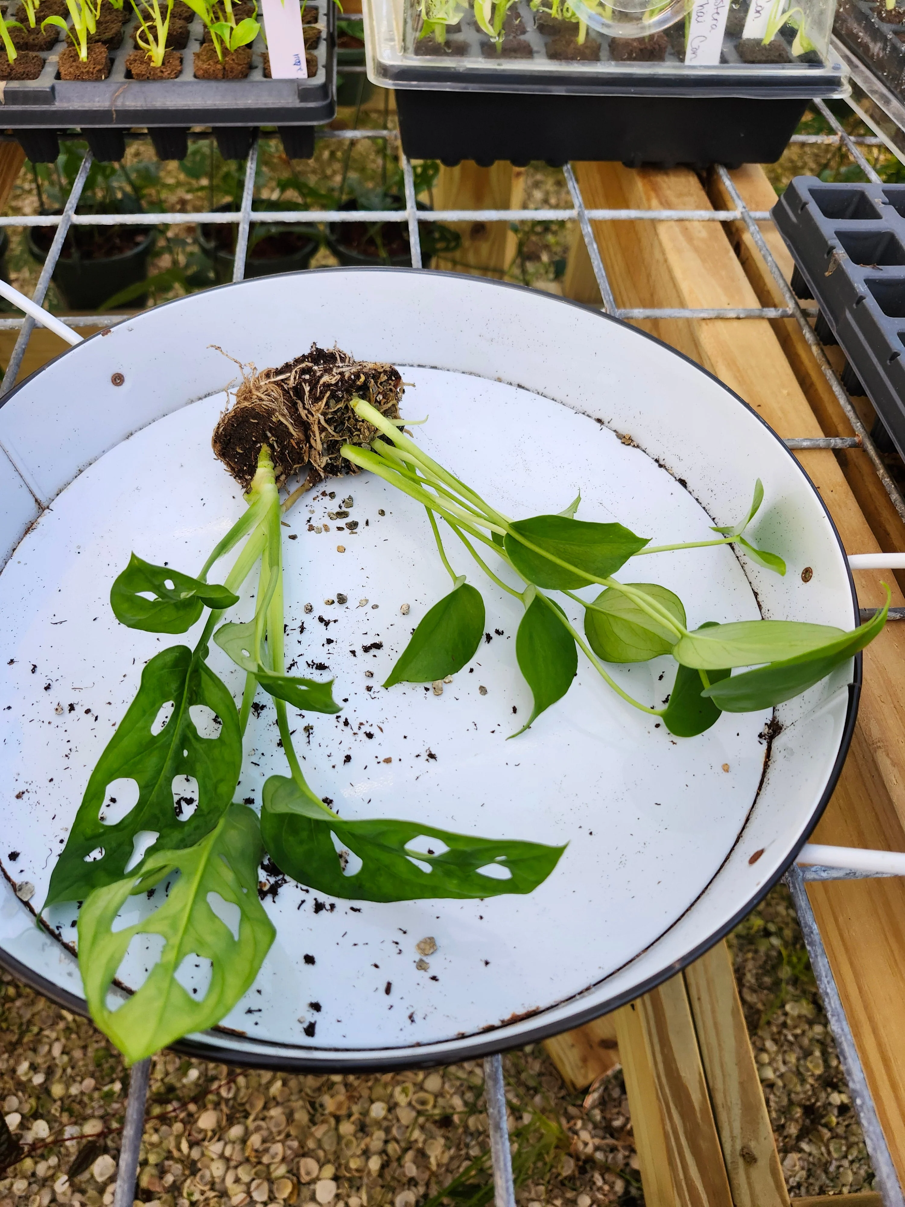 Monstera 2 Pack - Image 3