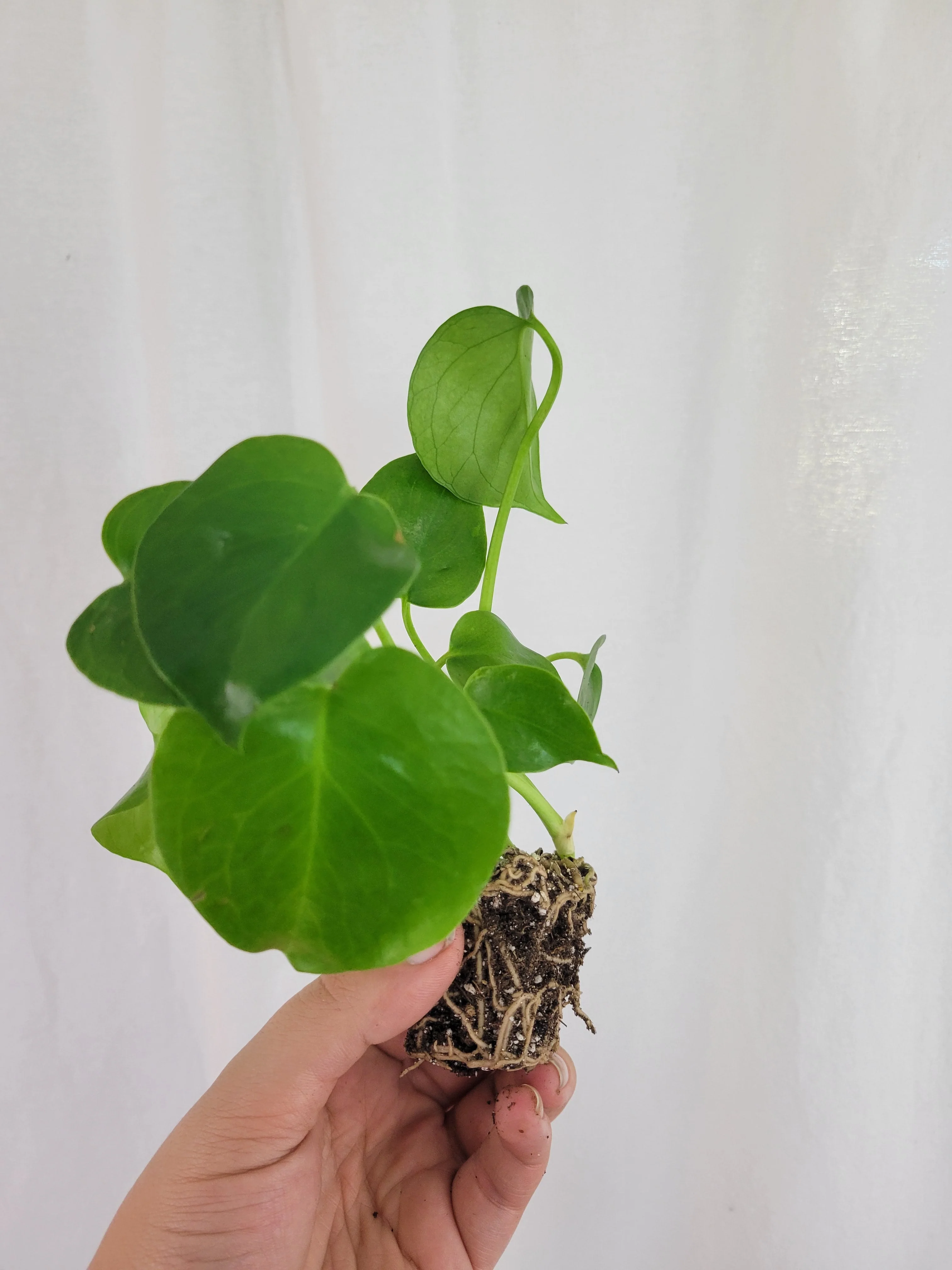 Monstera 2 Pack - Image 4