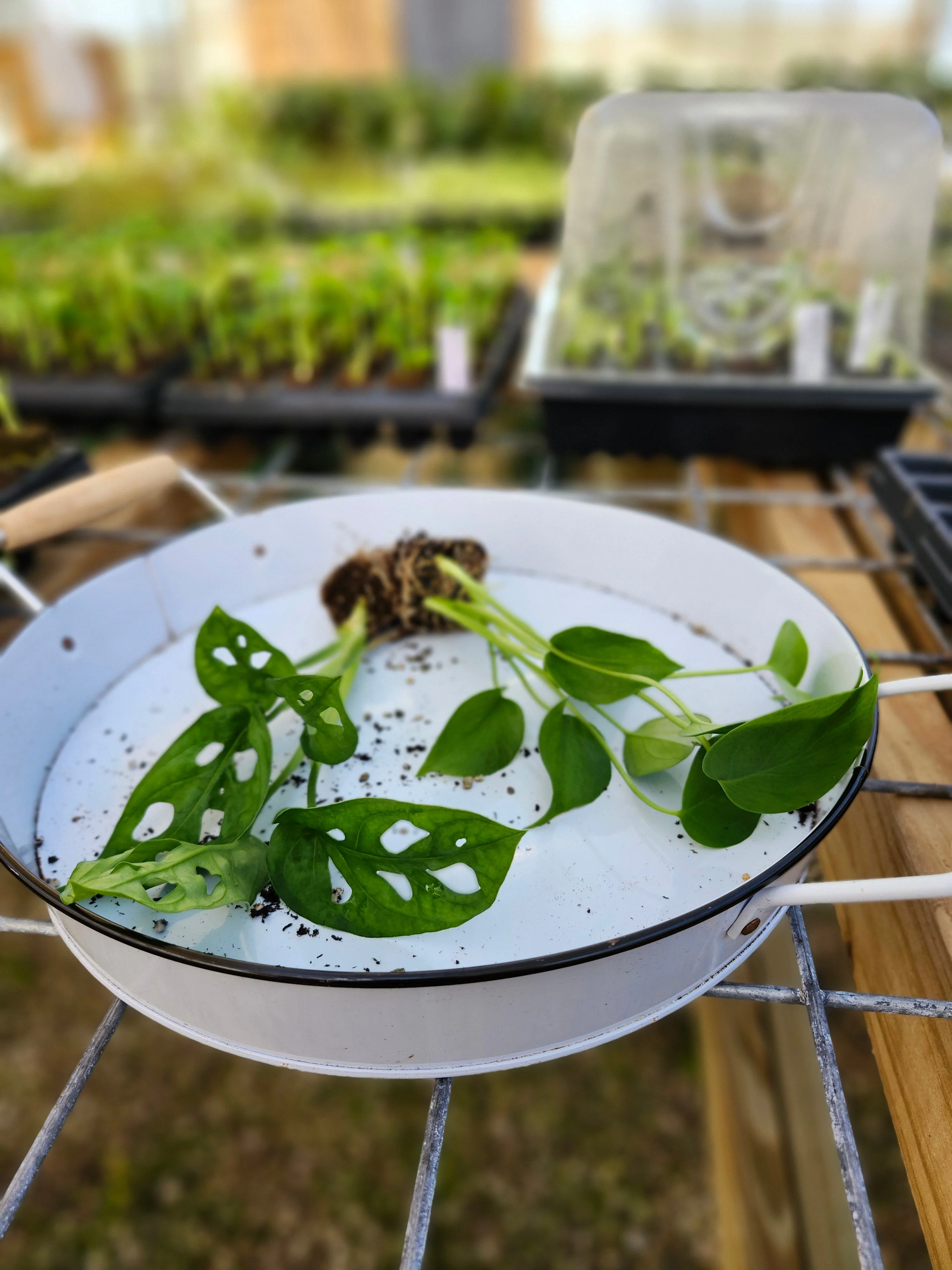 Monstera 2 Pack - Image 6