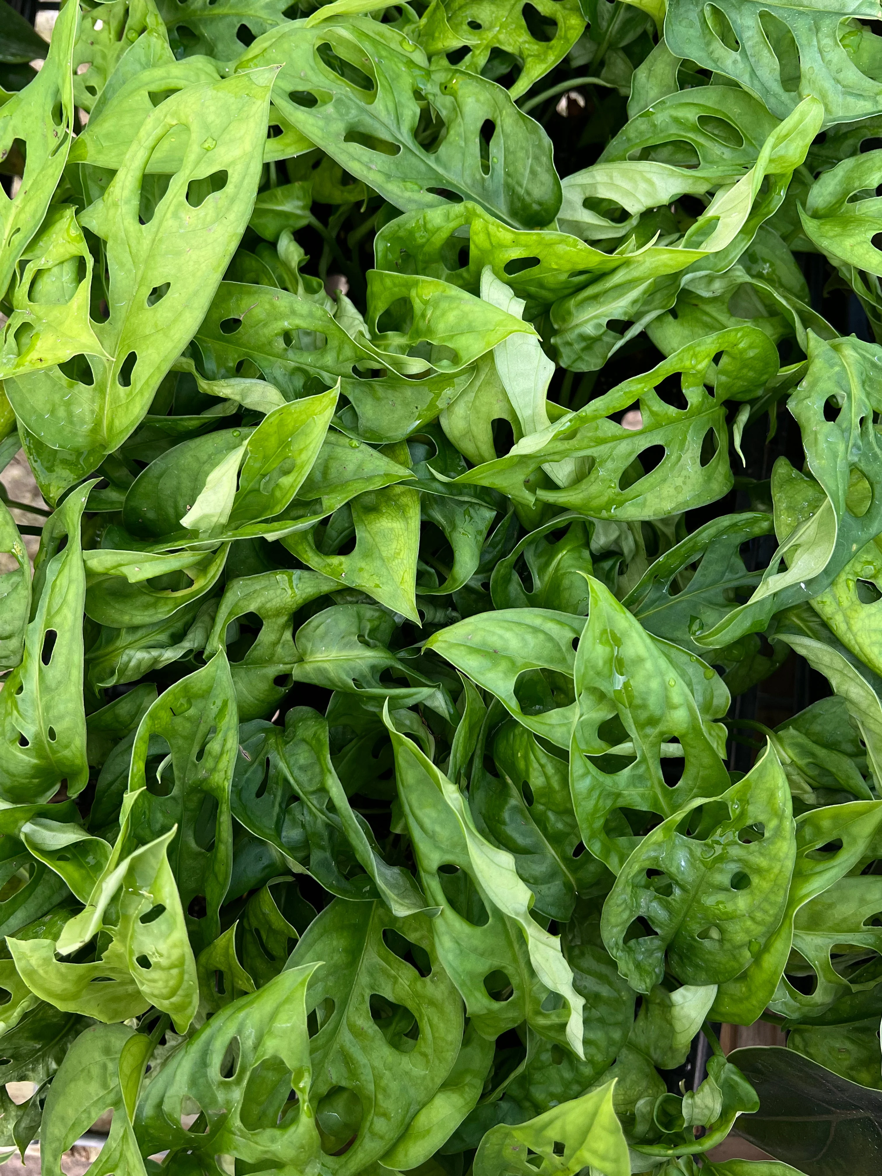 Monstera 2 Pack - Image 7