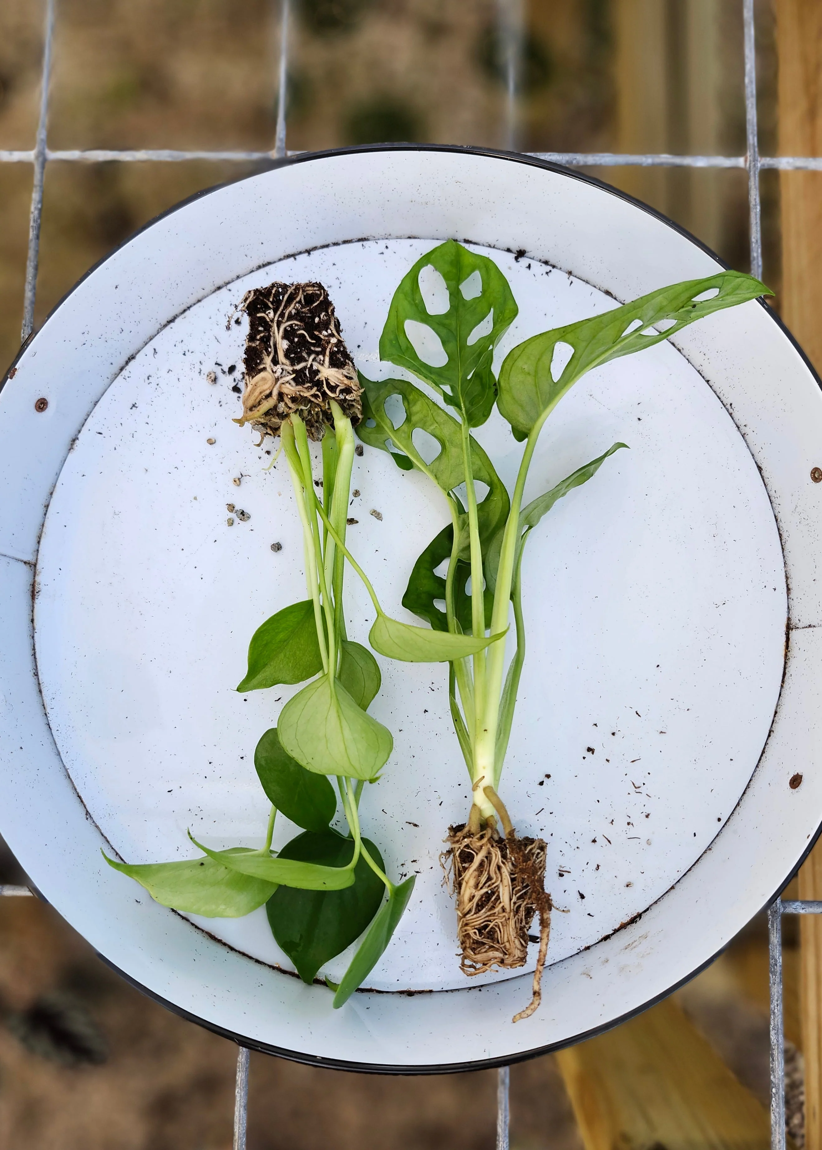 Monstera 2 Pack - Image 8