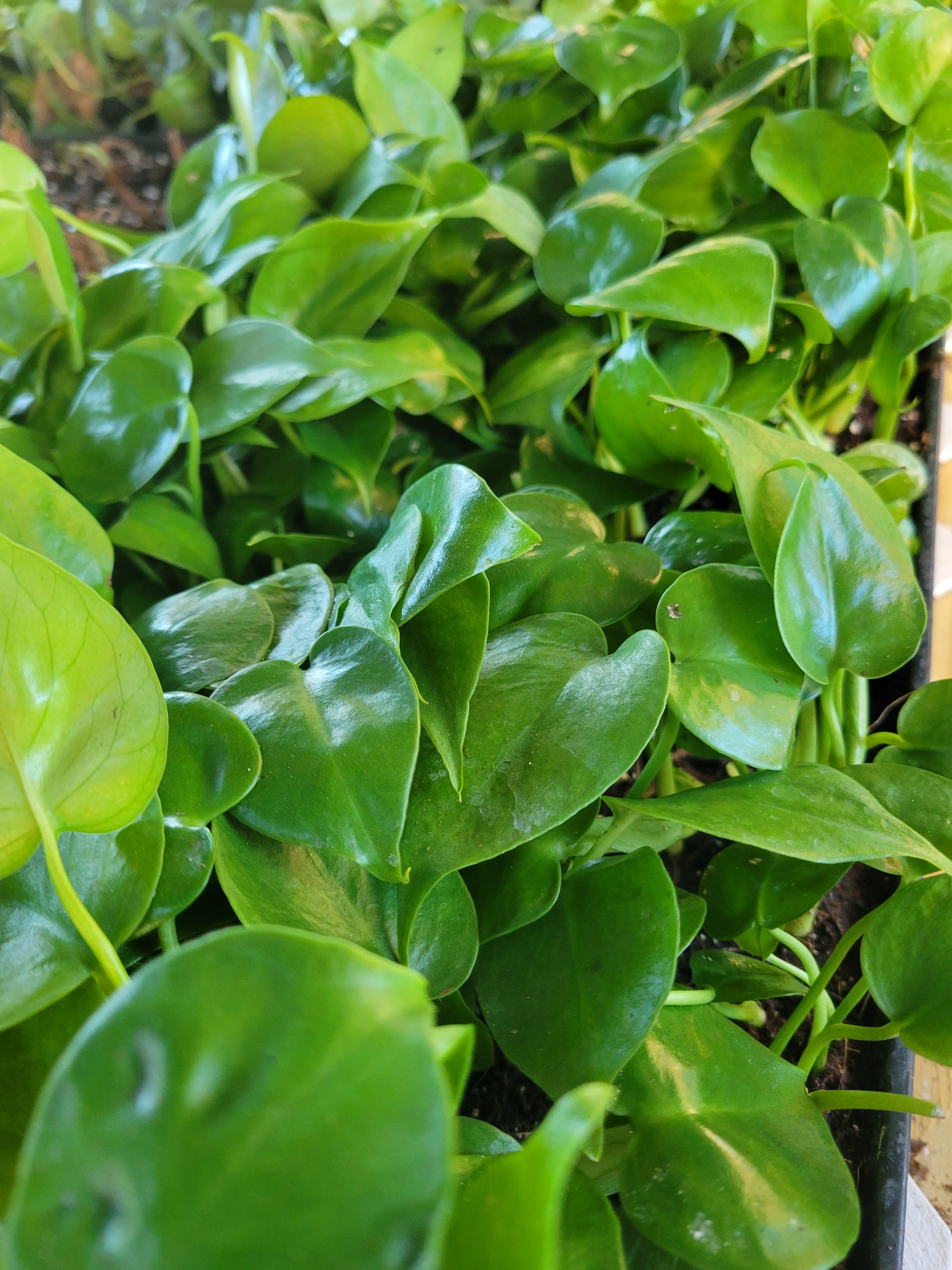 Monstera 2 Pack - Image 9