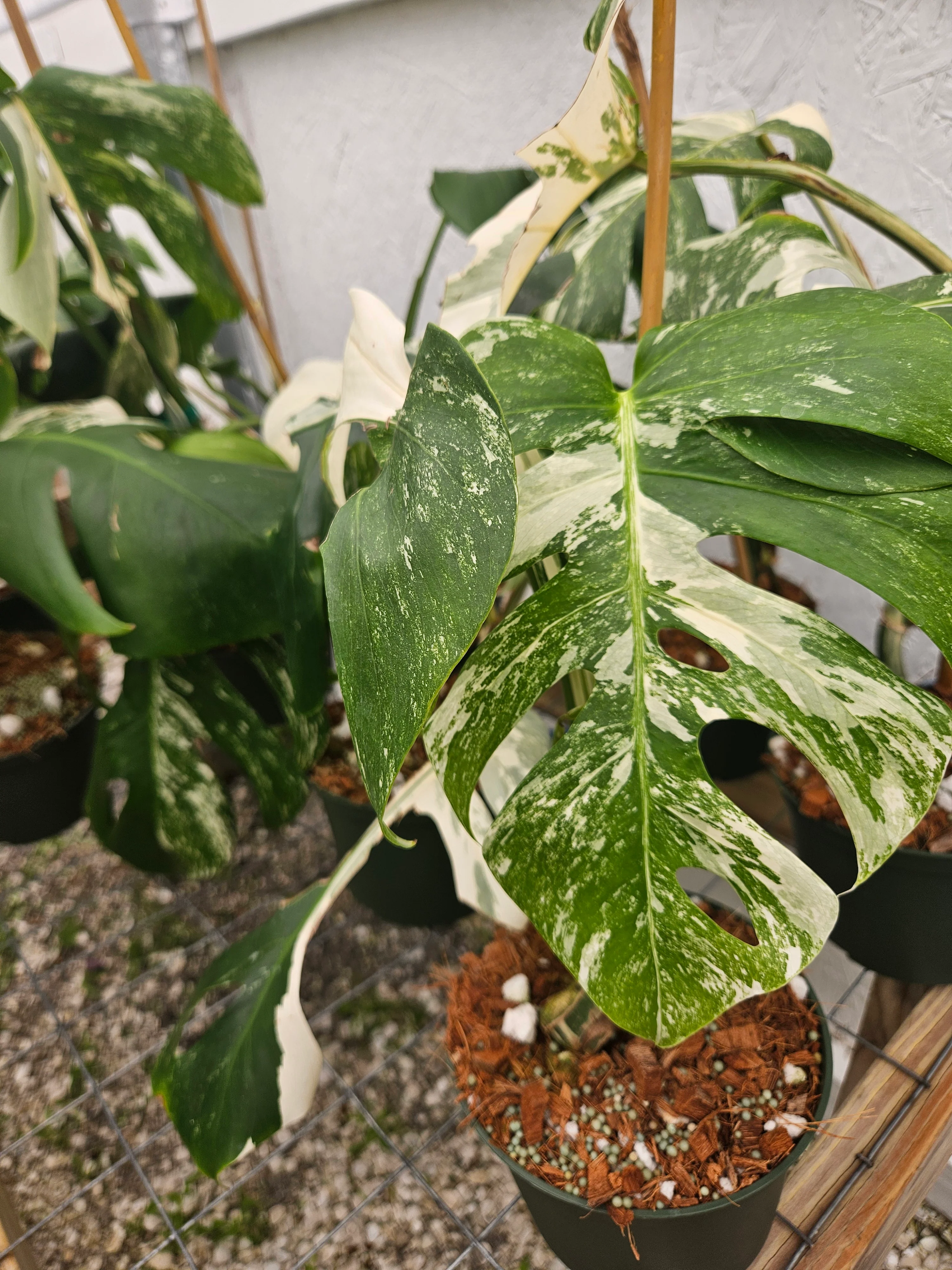 Monstera Albo (6in)-Grower's Choice - Image 10