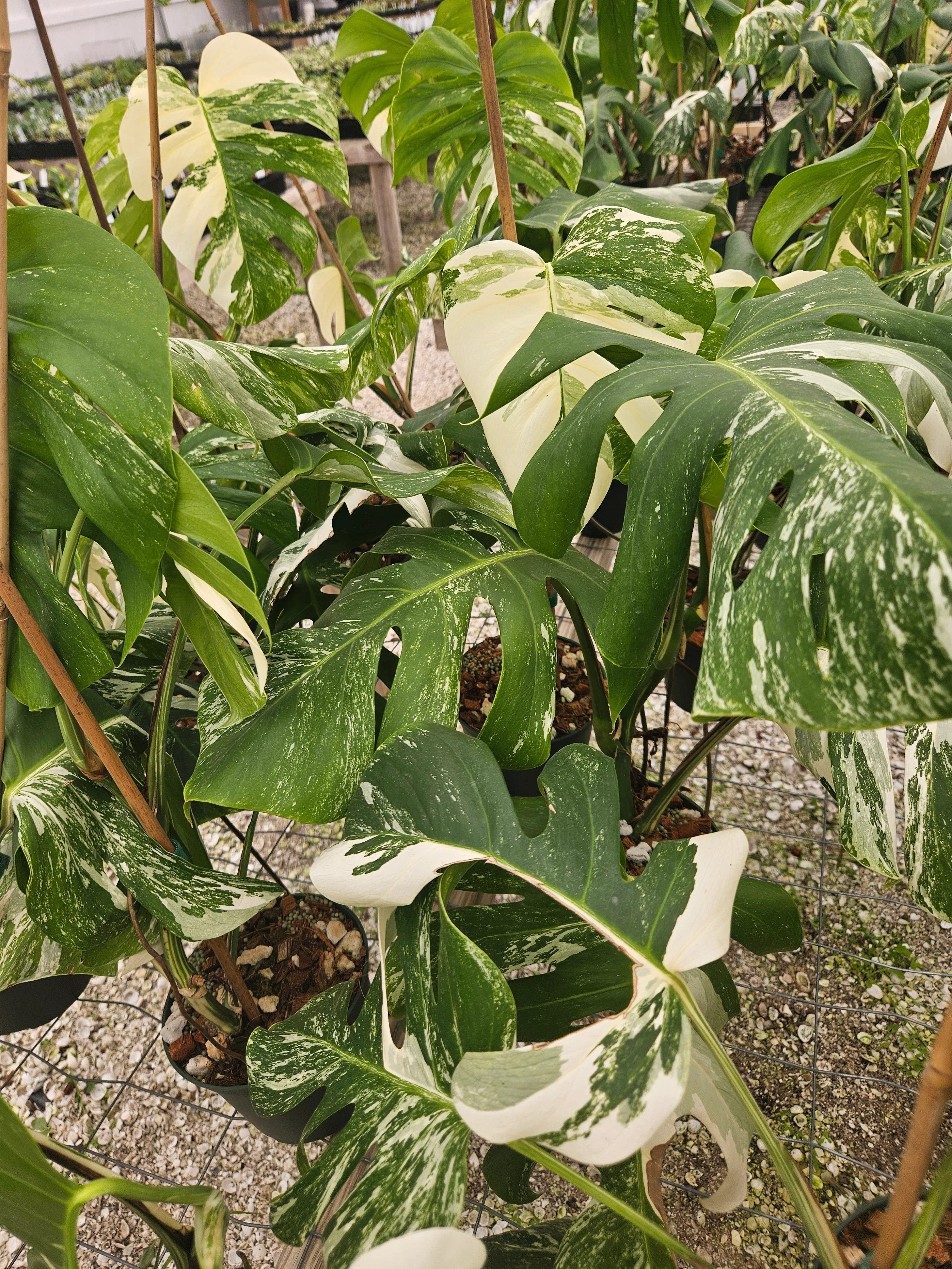 Monstera Albo (6in)-Grower's Choice - Image 3