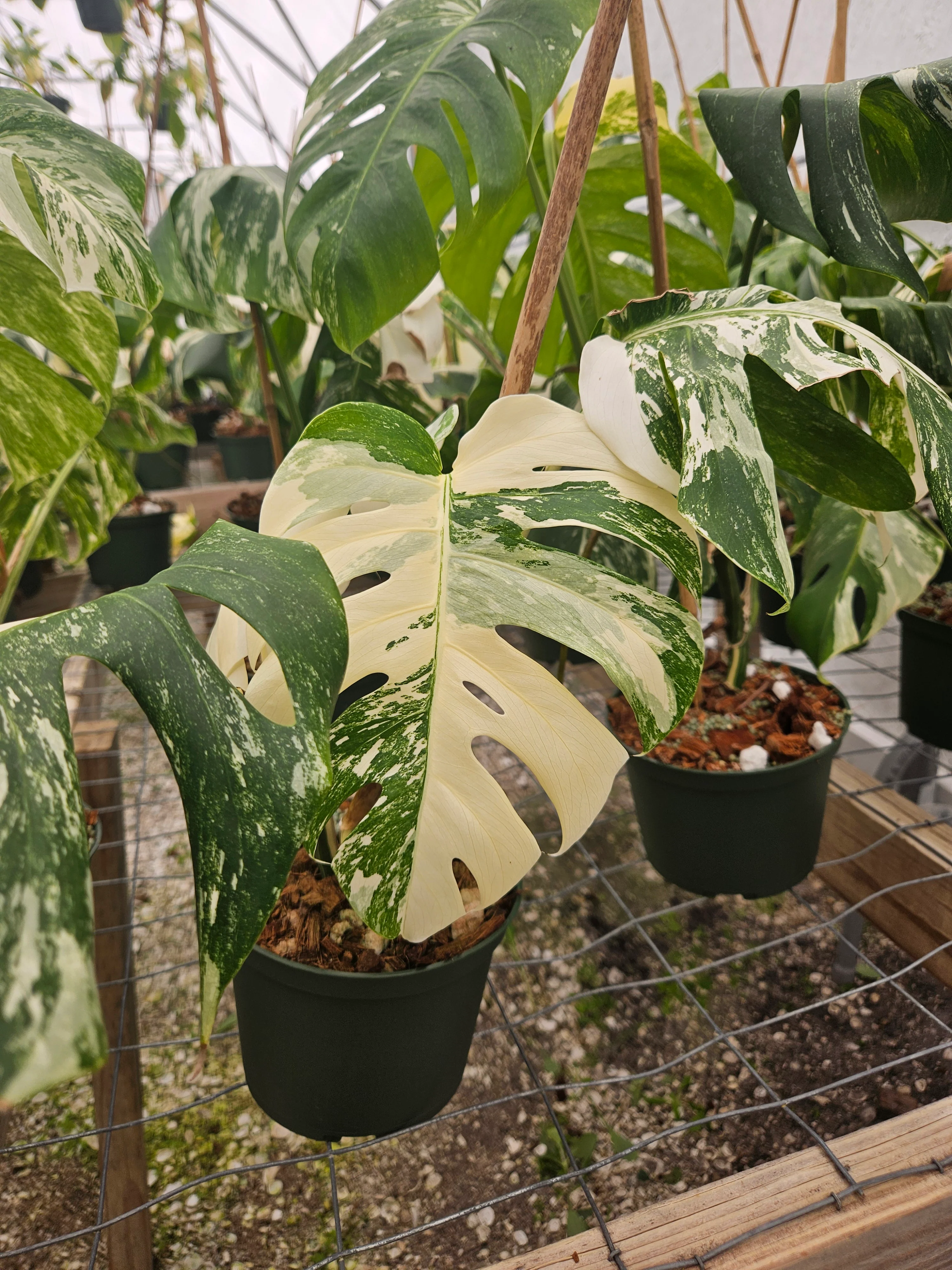 Monstera Albo (6in)-Grower's Choice - Image 4