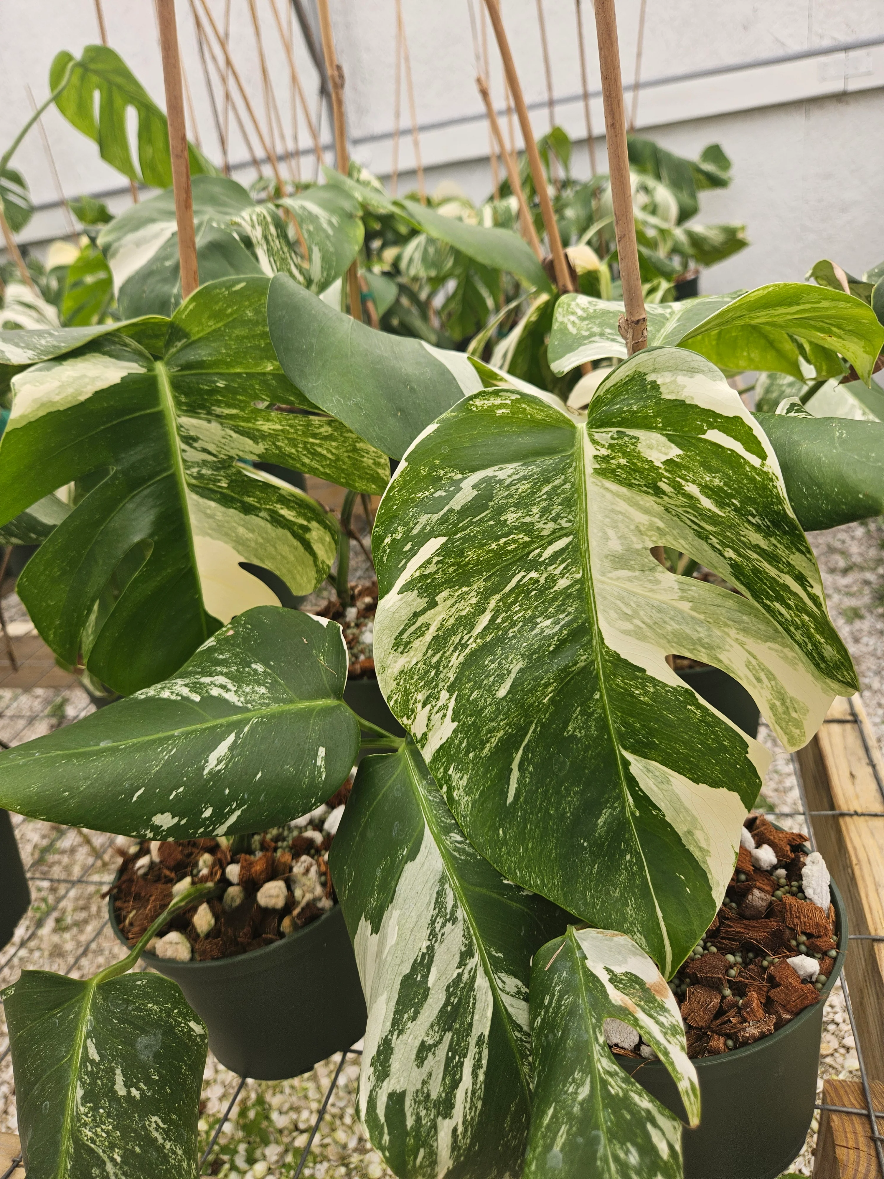 Monstera Albo (6in)-Grower's Choice - Image 5