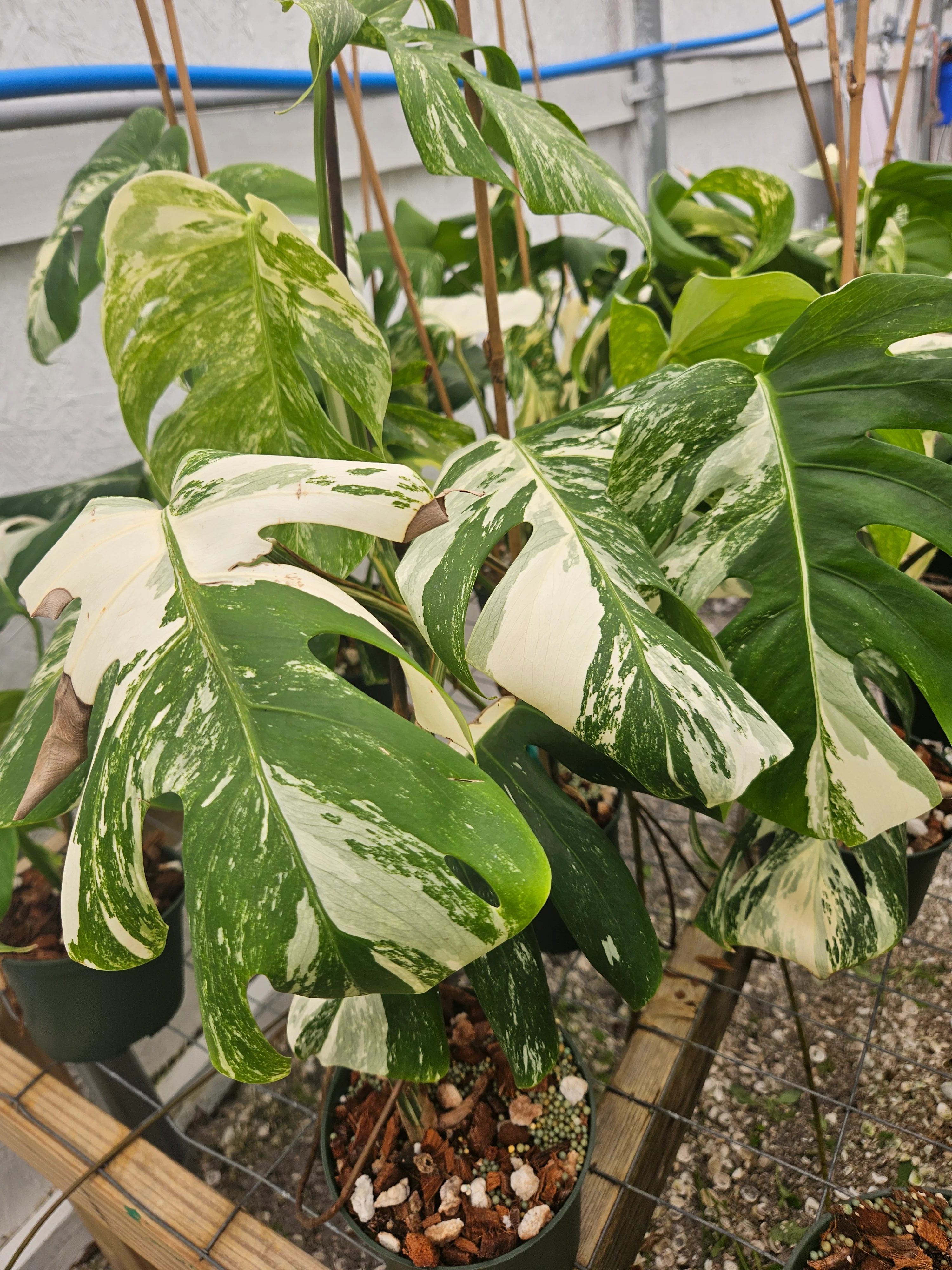 Monstera Albo (6in)-Grower's Choice - Image 6
