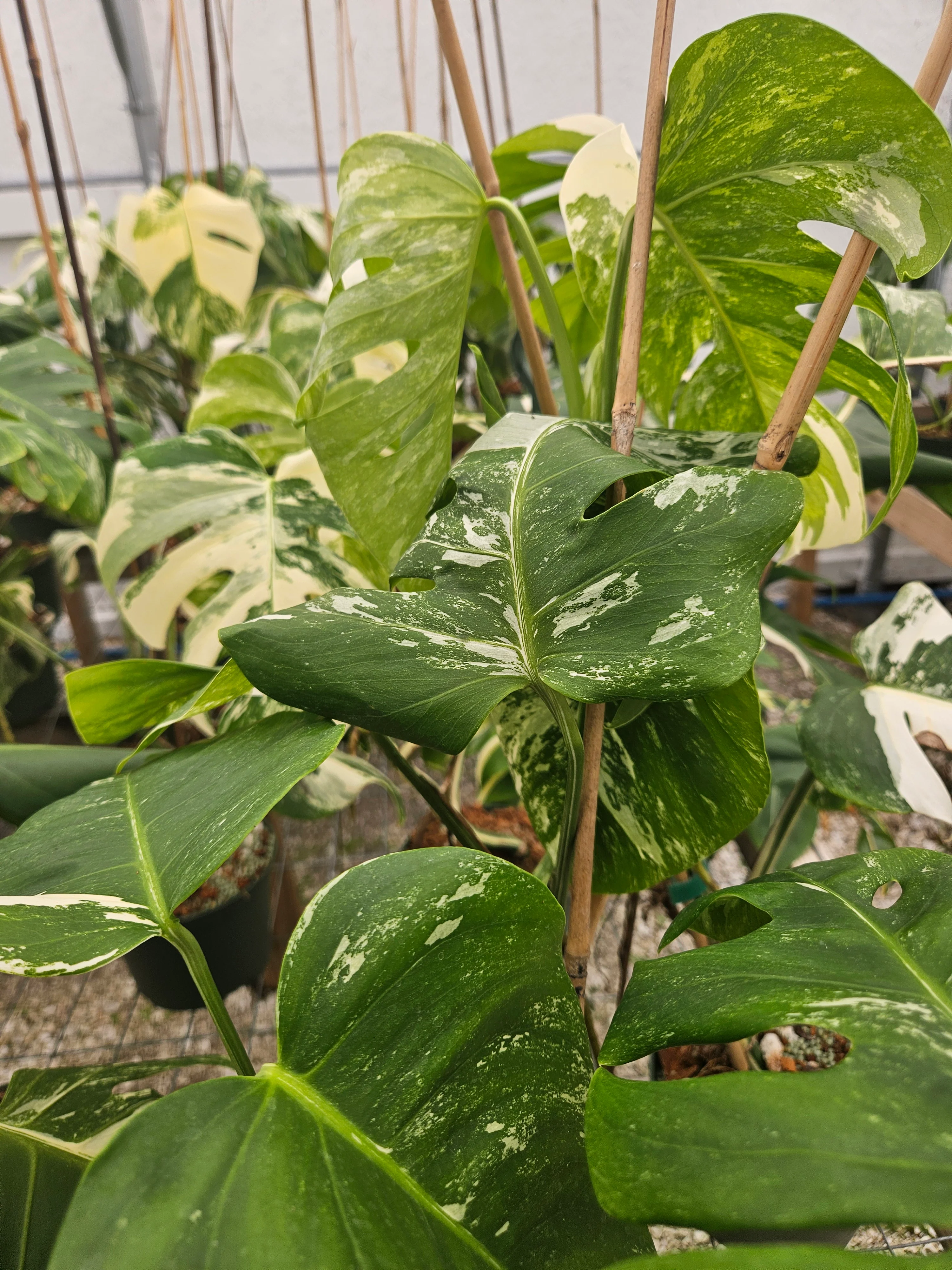 Monstera Albo (6in)-Grower's Choice - Image 7