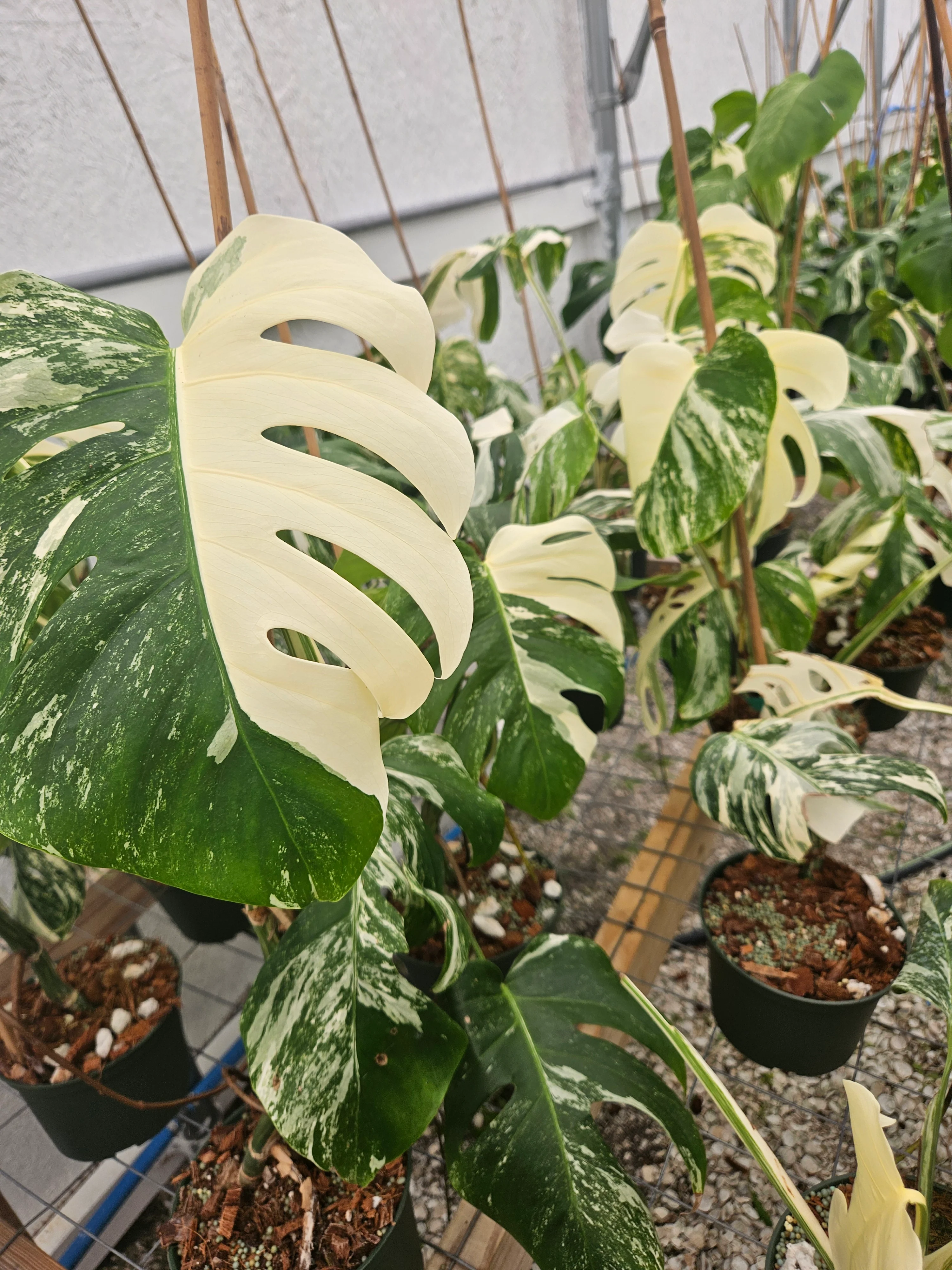 Monstera Albo (6in)-Grower's Choice - Image 8