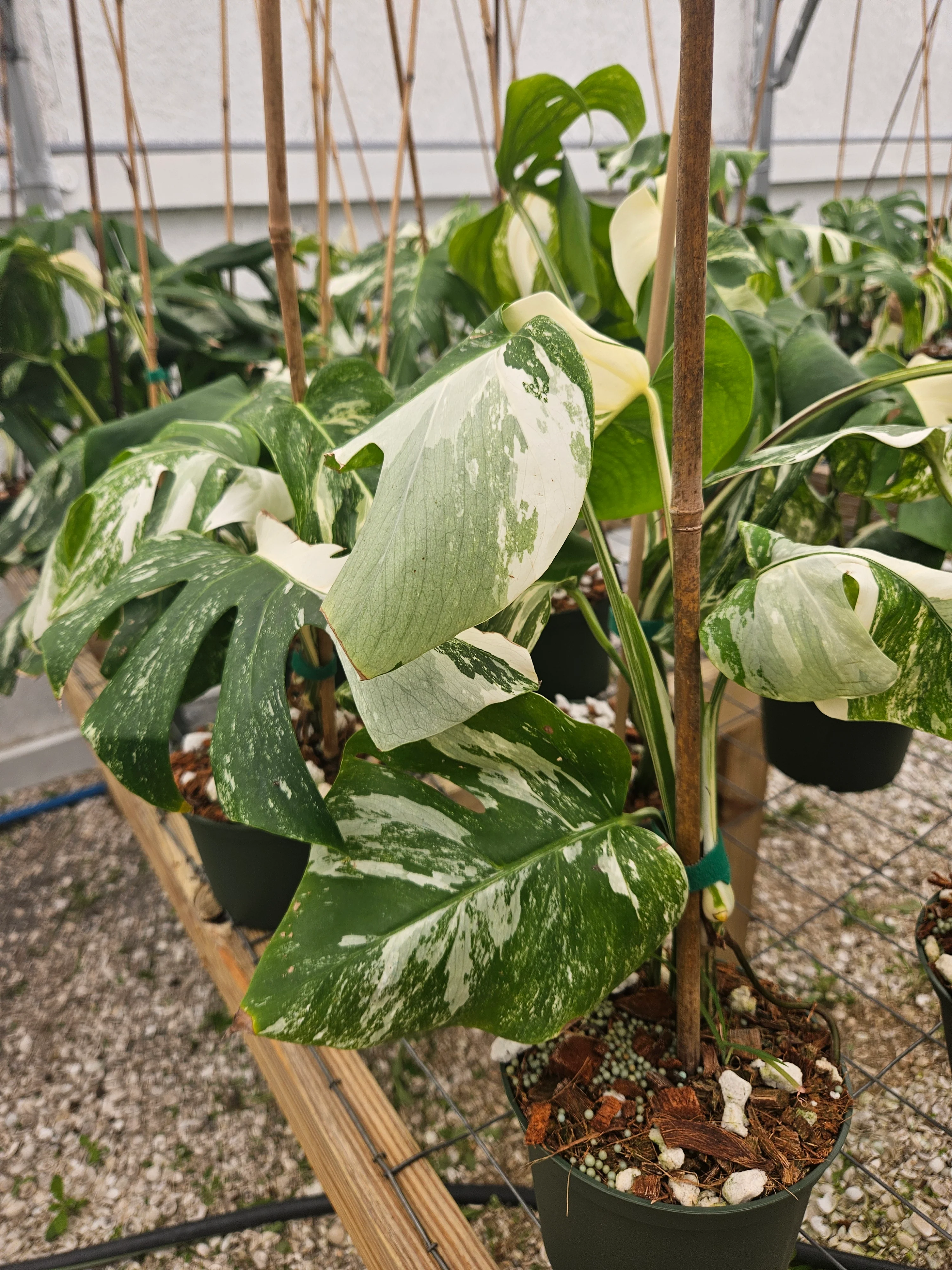 Monstera Albo (6in)-Grower's Choice - Image 9
