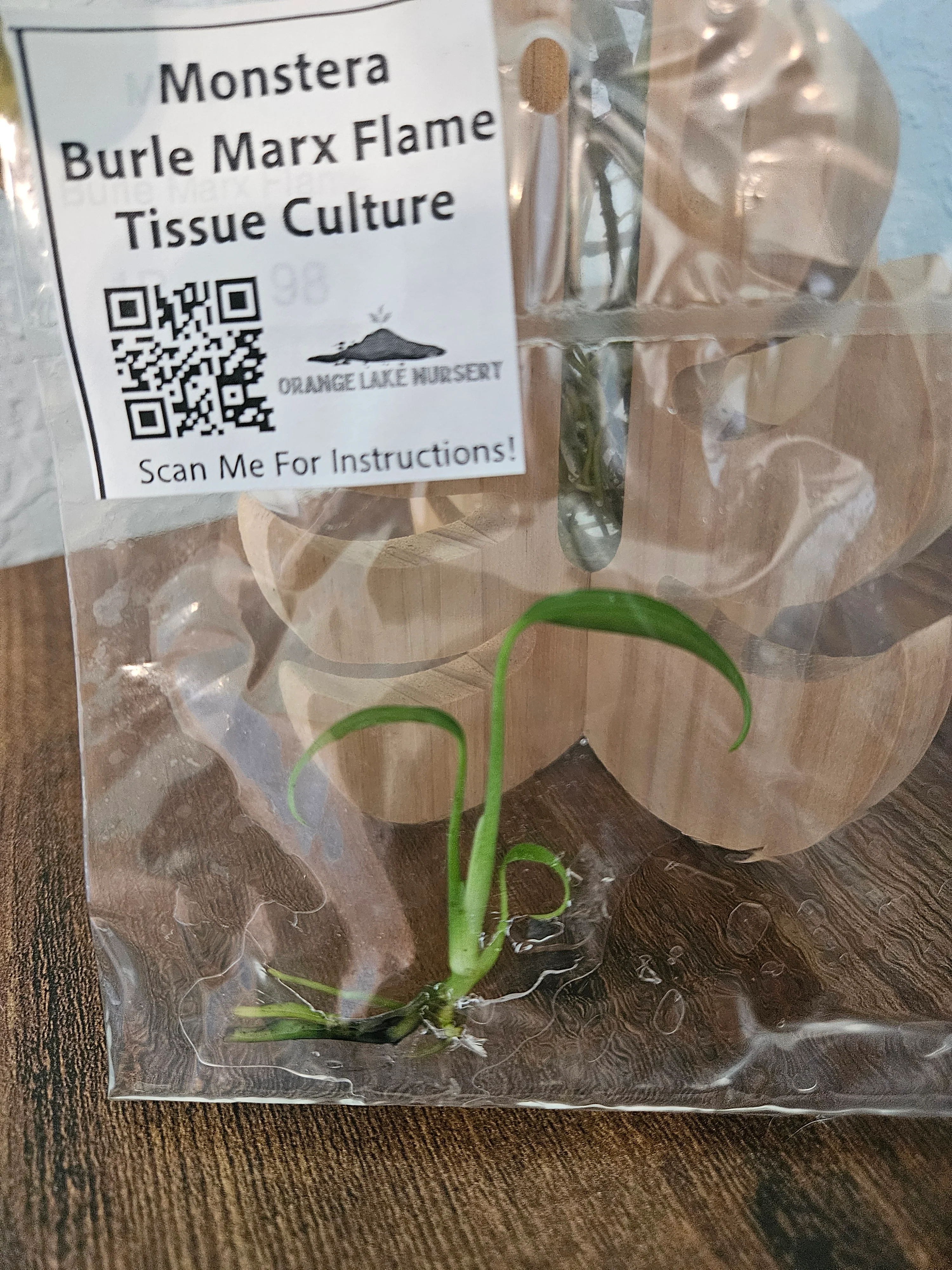 Monstera Burle Marx Flame Tissue Culture - Image 3