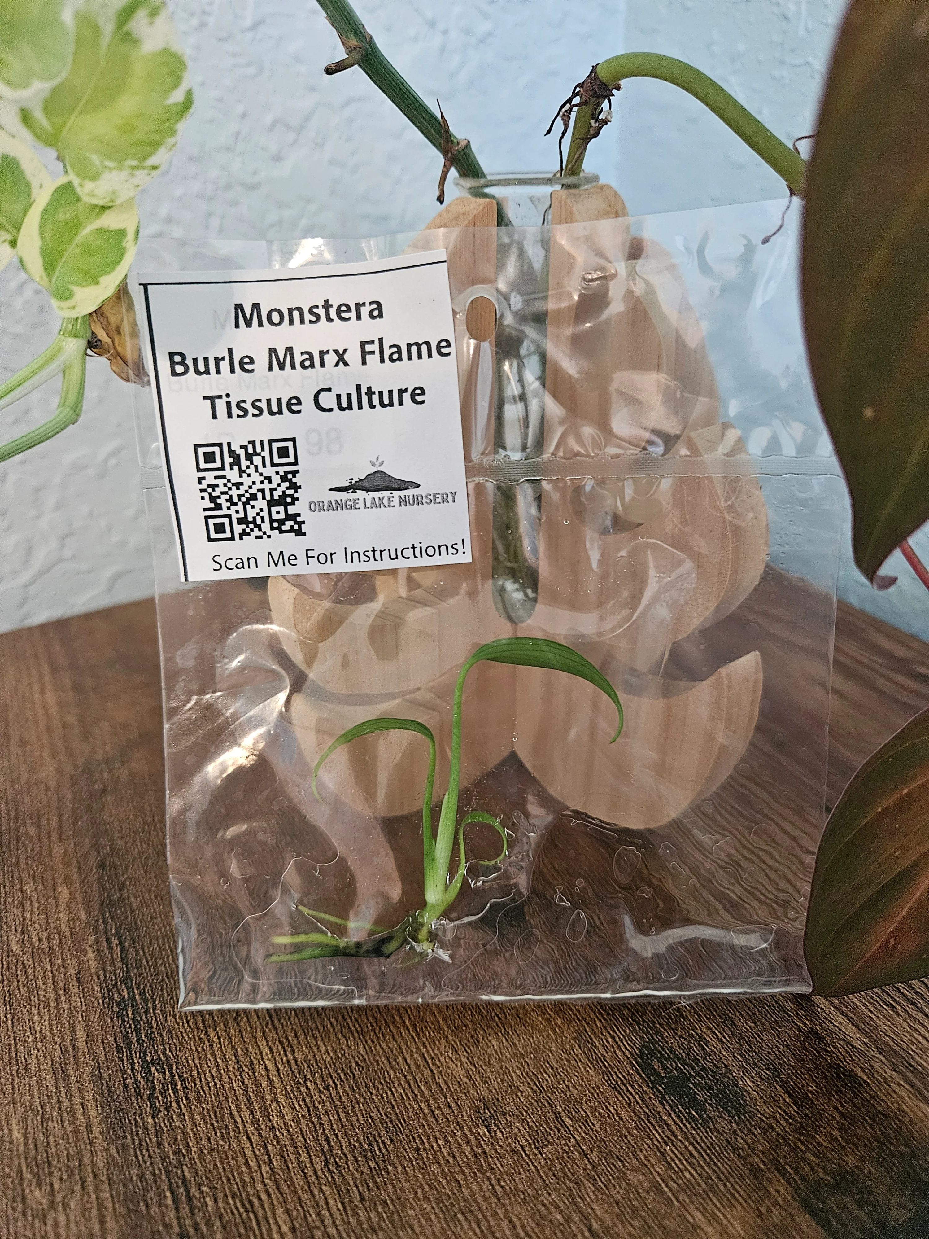 Monstera Burle Marx Flame Tissue Culture - Image 4