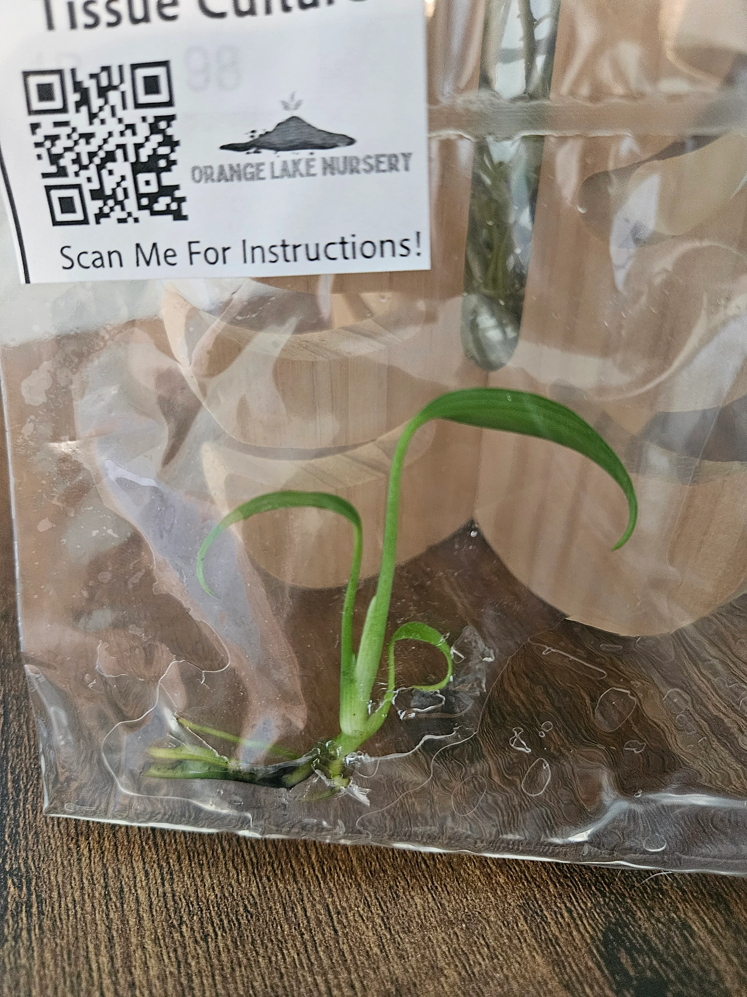 Monstera Burle Marx Flame Tissue Culture - Image 5