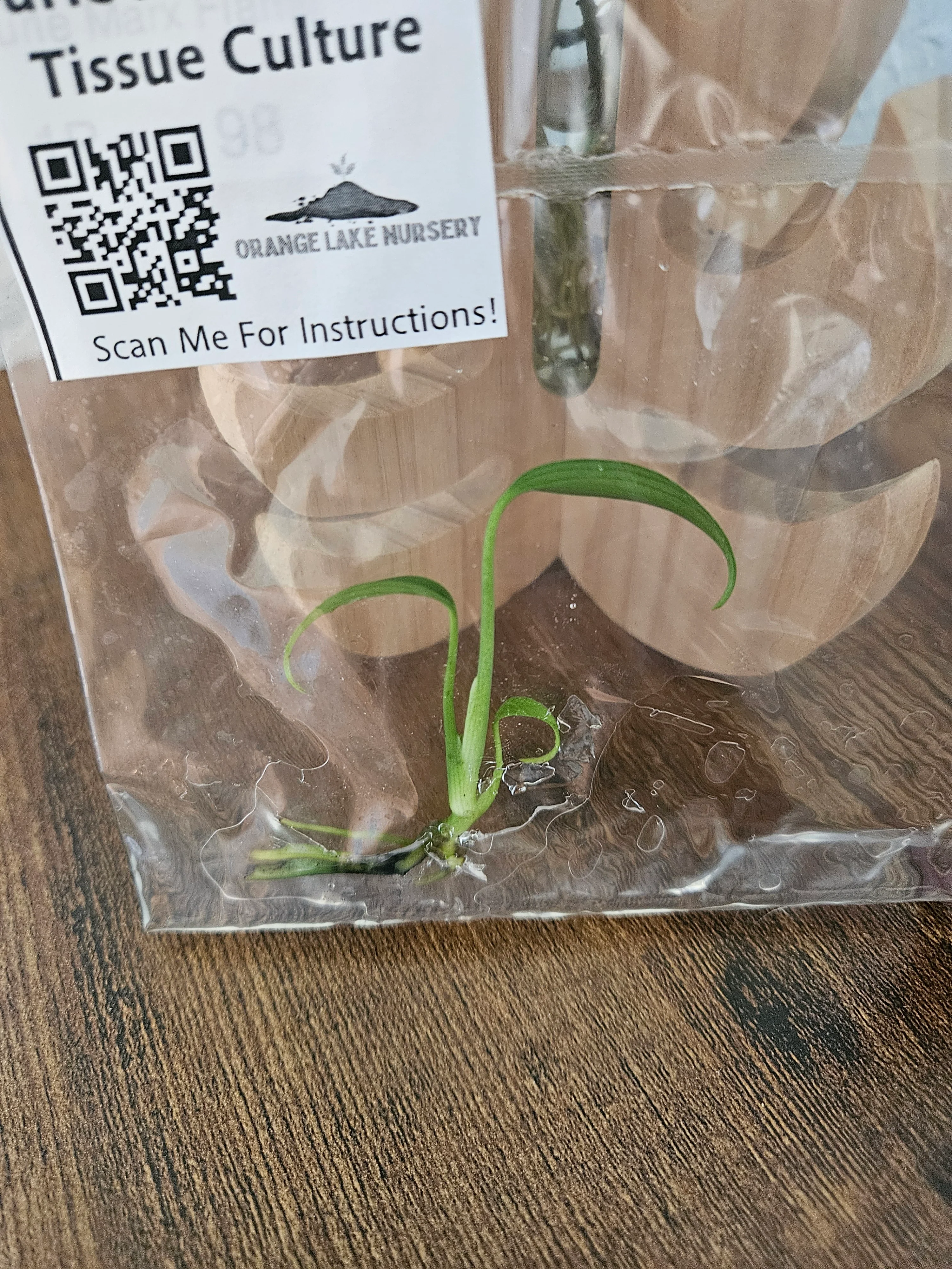 Monstera Burle Marx Flame Tissue Culture - Image 6