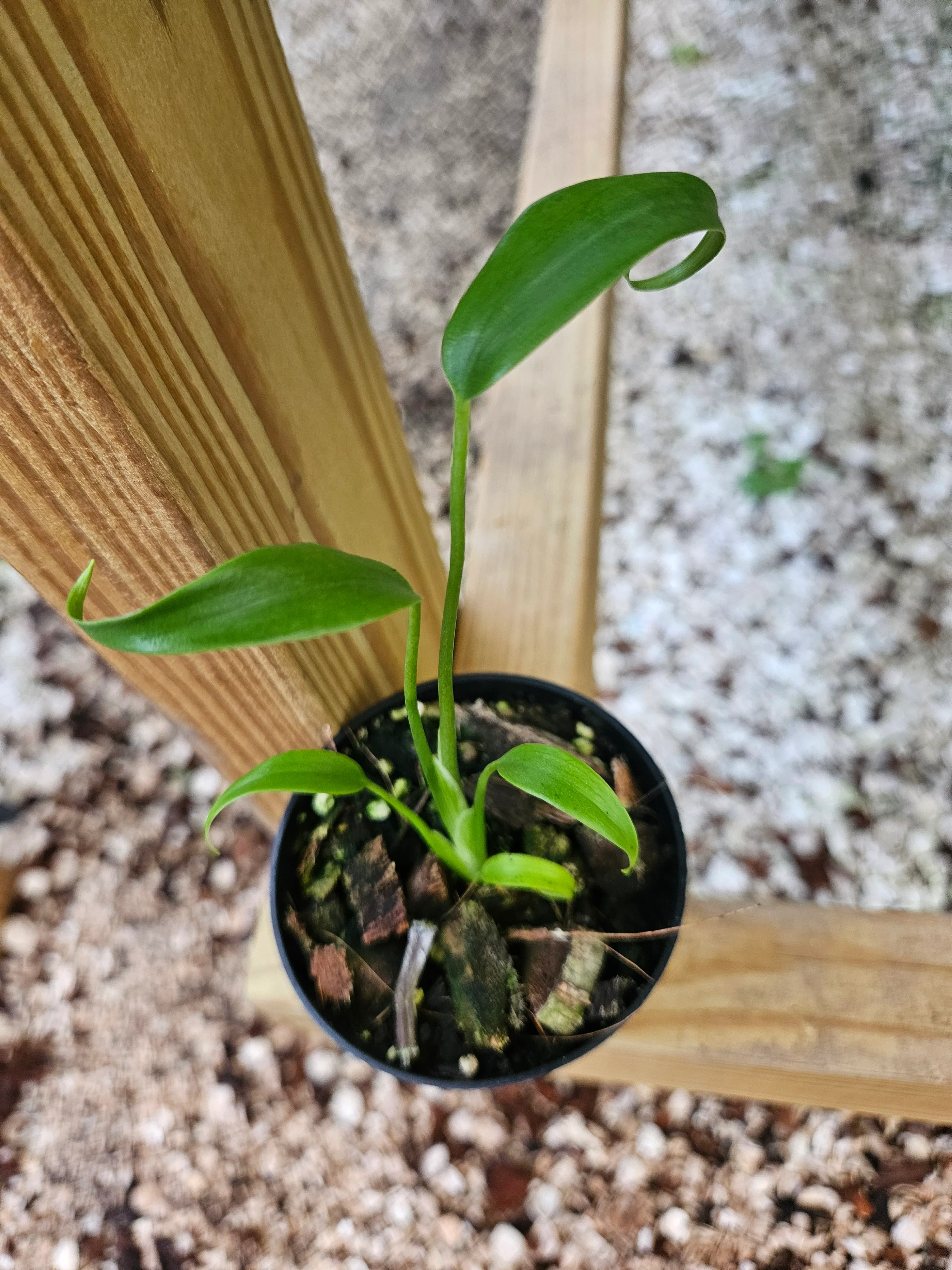 Monstera Burle Marx Flame (3in)- Grower's Choice - Image 10