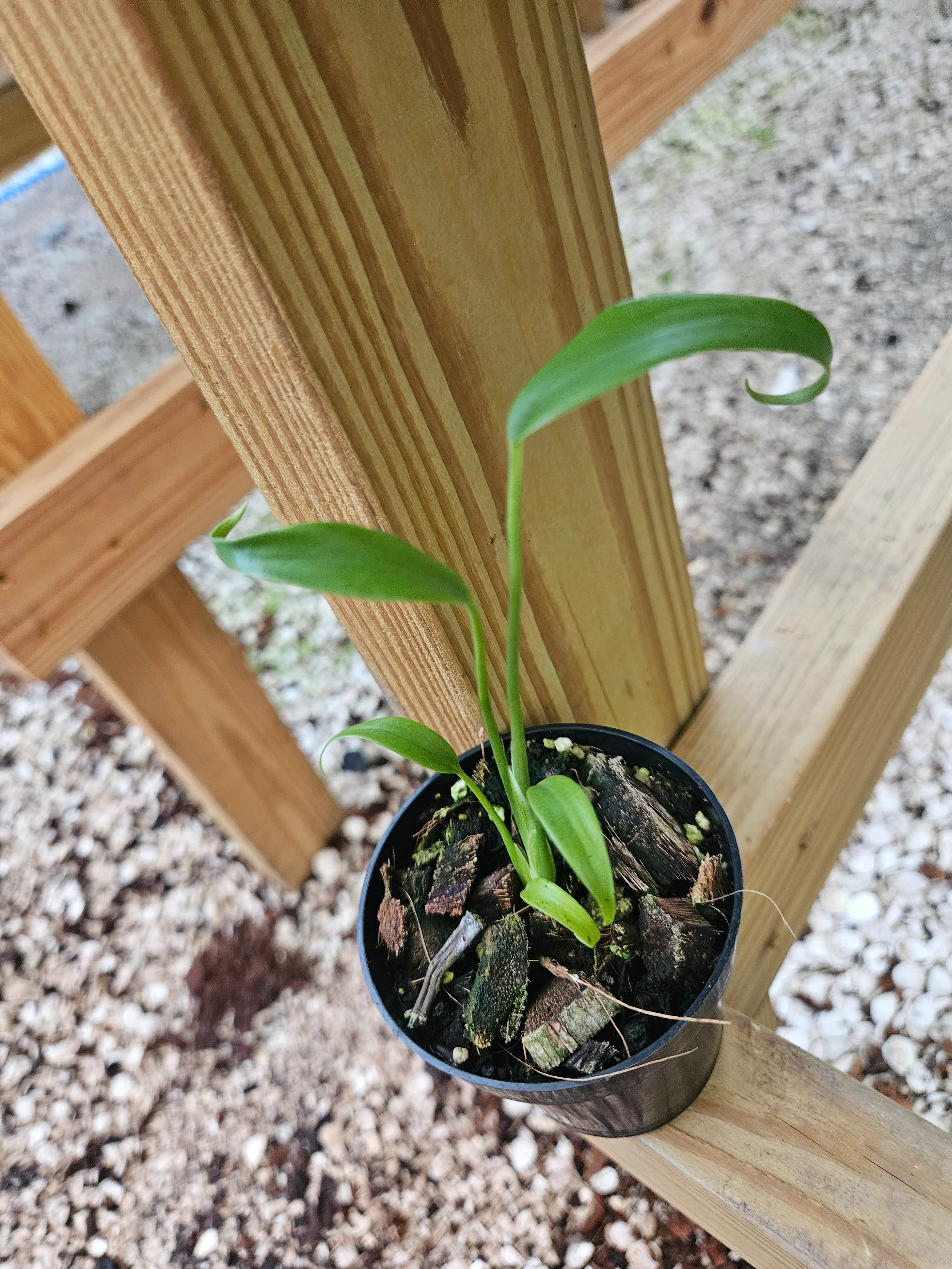 Monstera Burle Marx Flame (3in)- Grower's Choice - Image 11