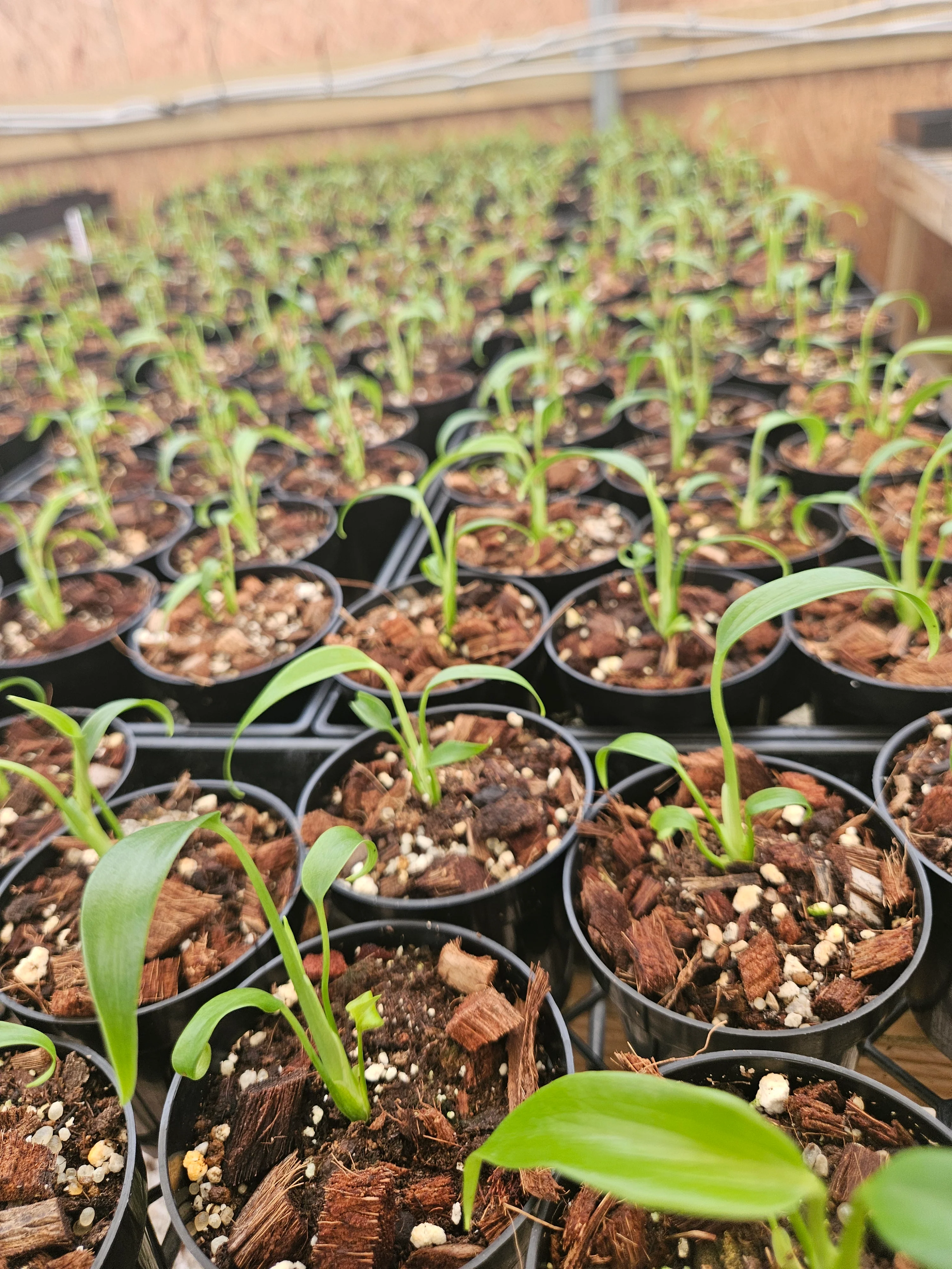 Monstera Burle Marx Flame (3in)- Grower's Choice - Image 12