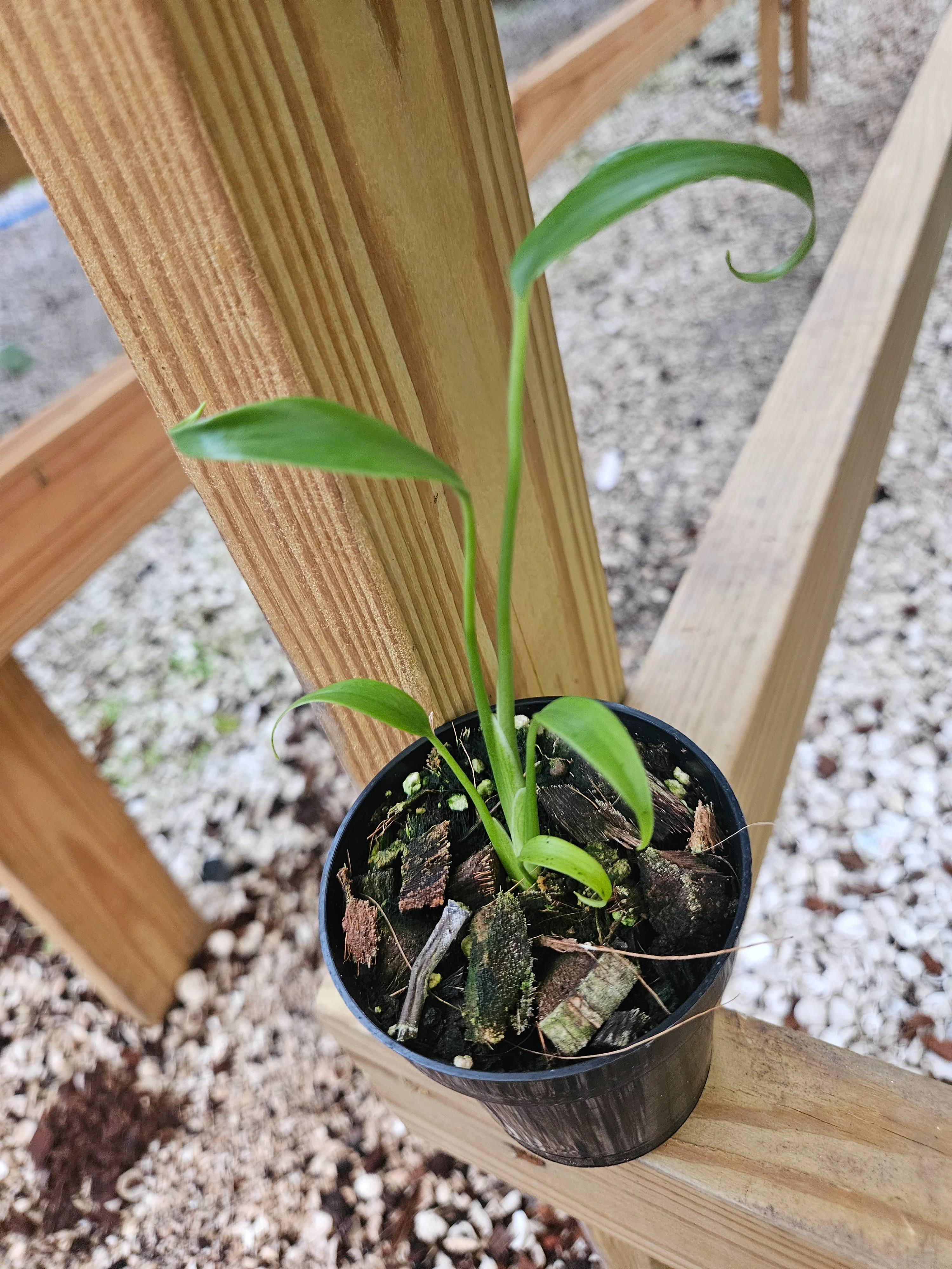 Monstera Burle Marx Flame (3in)- Grower's Choice - Image 3