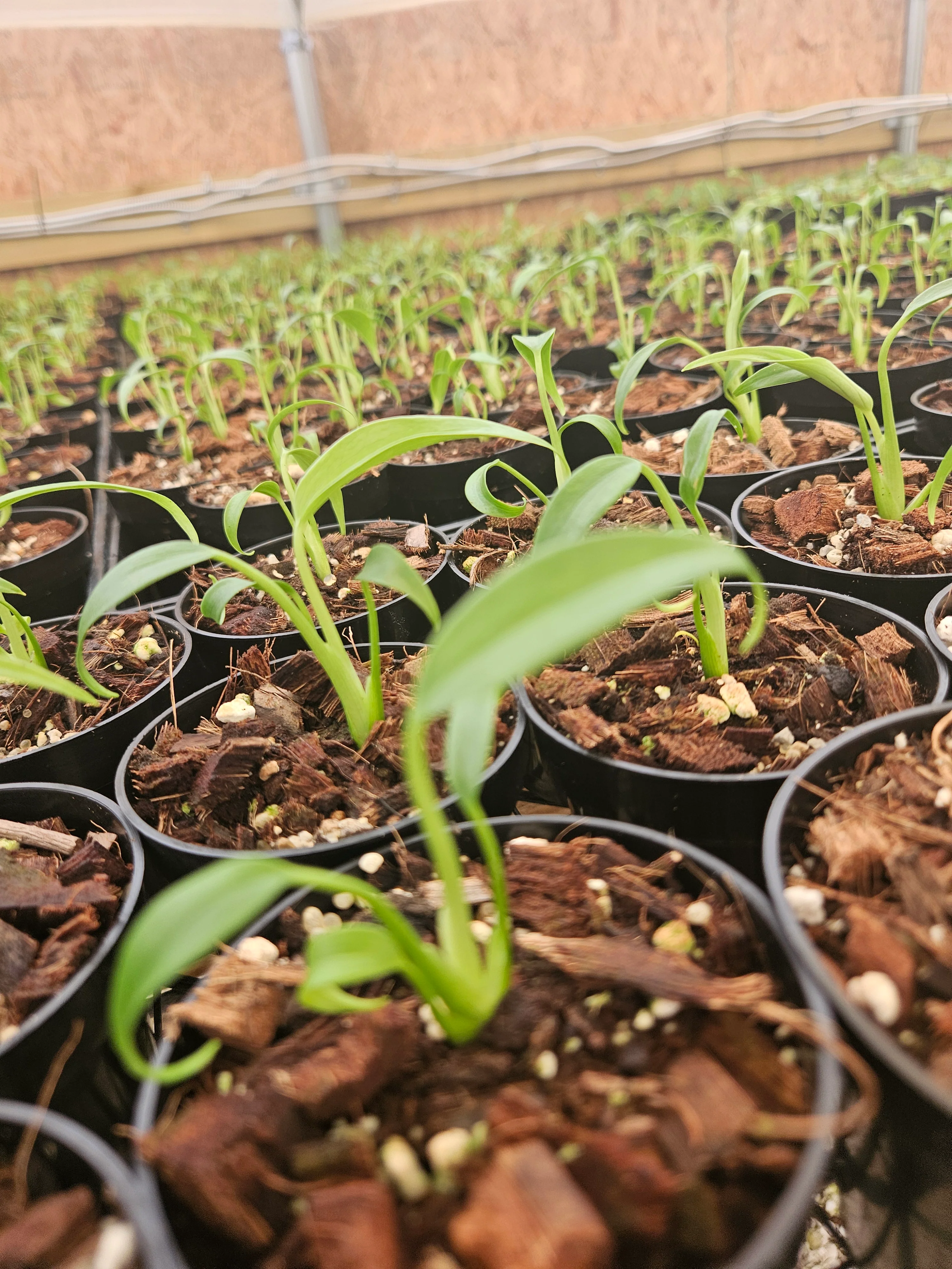 Monstera Burle Marx Flame (3in)- Grower's Choice - Image 4