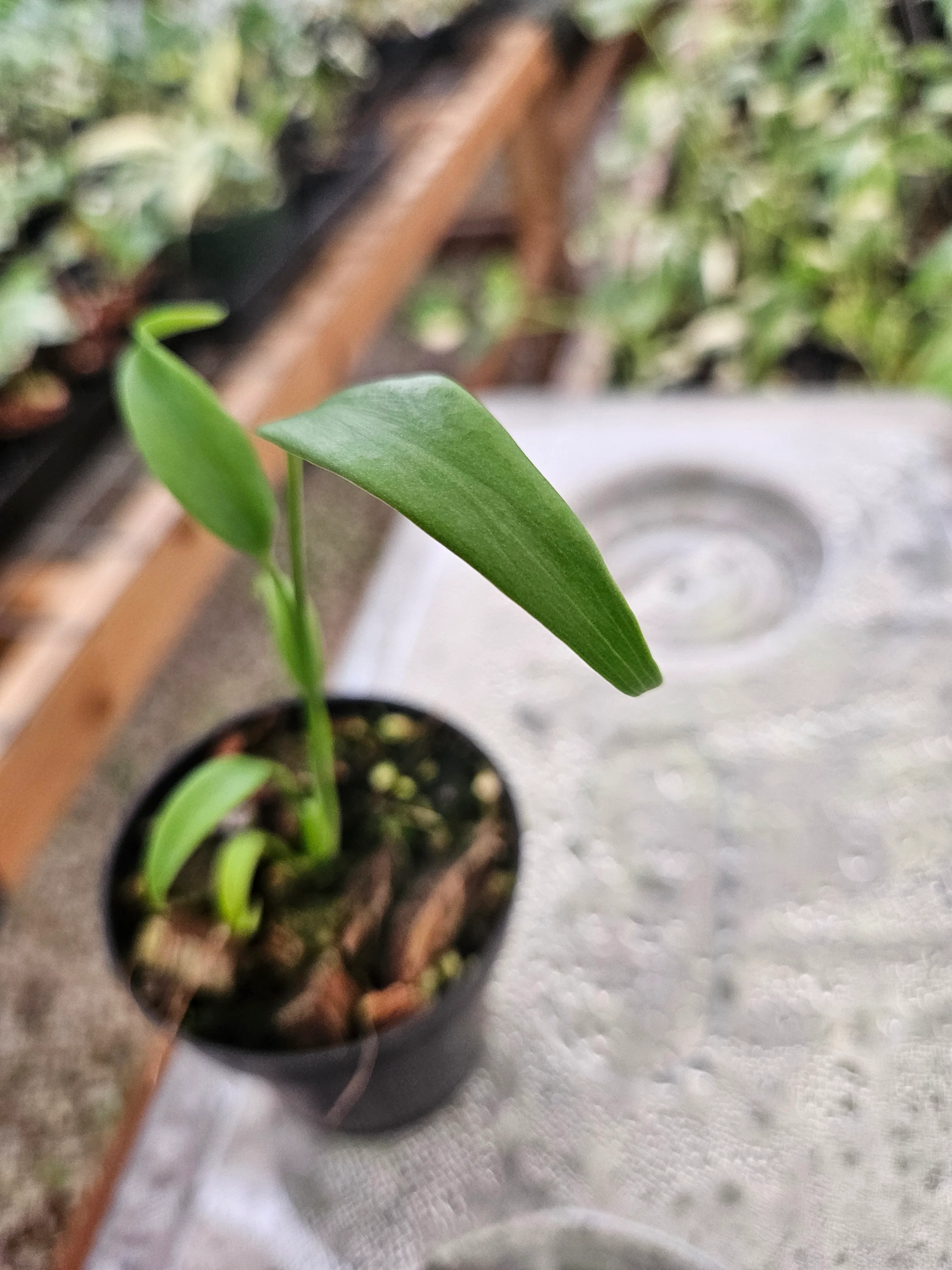 Monstera Burle Marx Flame (3in)- Grower's Choice - Image 5