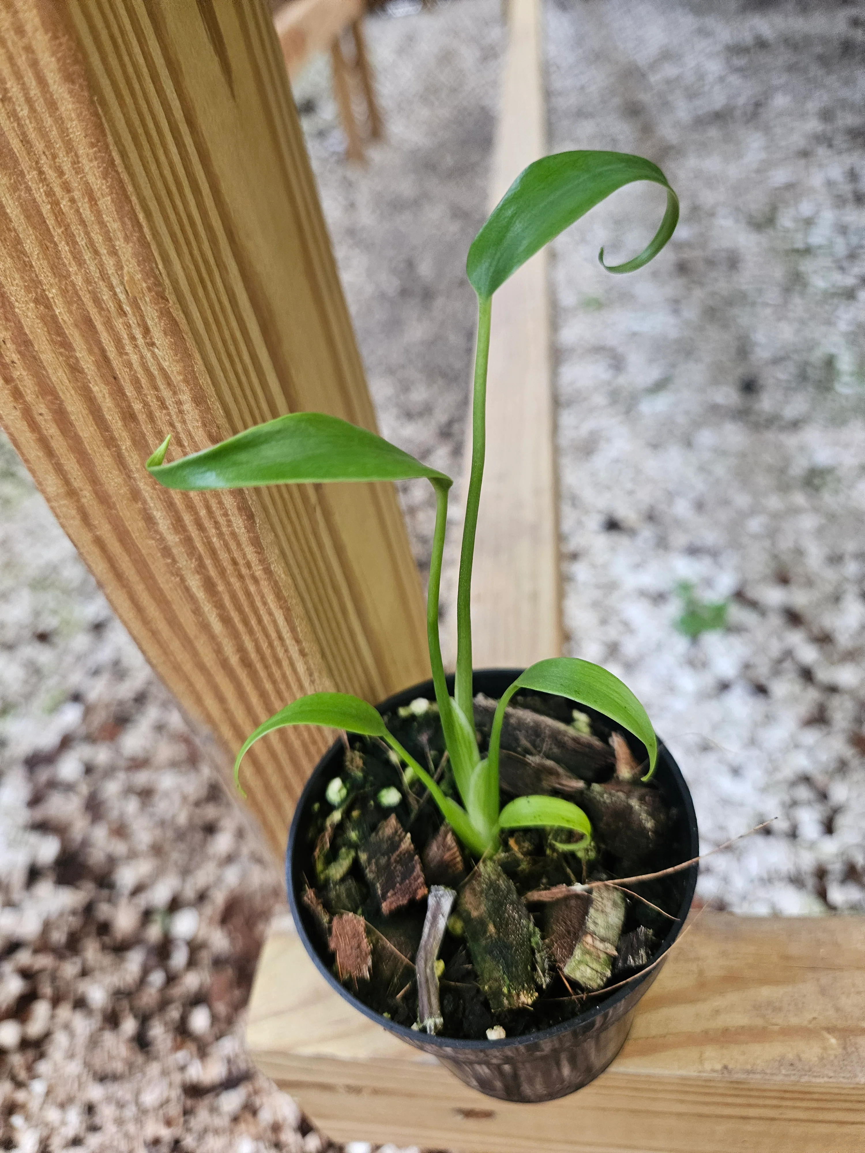 Monstera Burle Marx Flame (3in)- Grower's Choice - Image 6