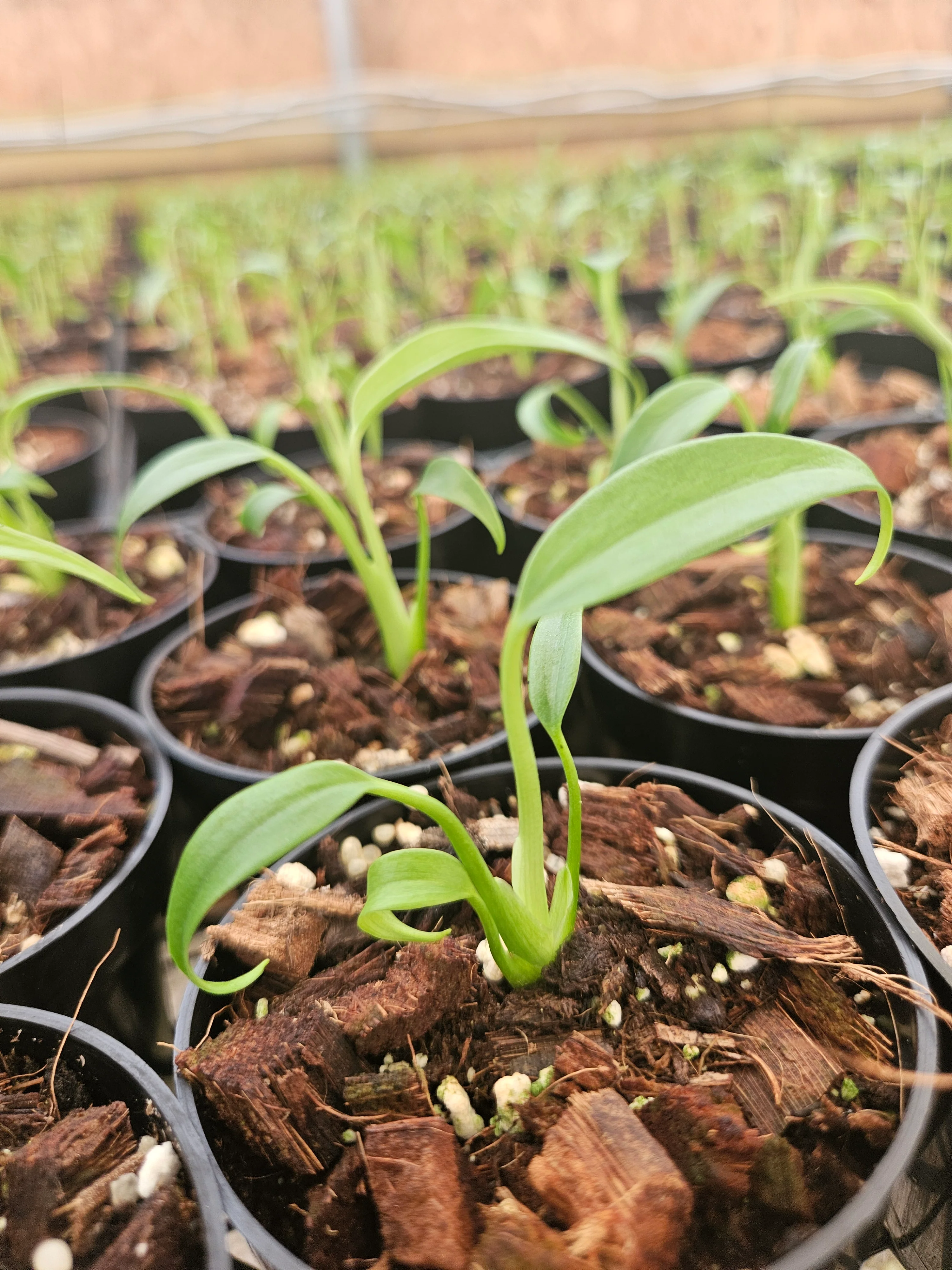 Monstera Burle Marx Flame (3in)- Grower's Choice - Image 7