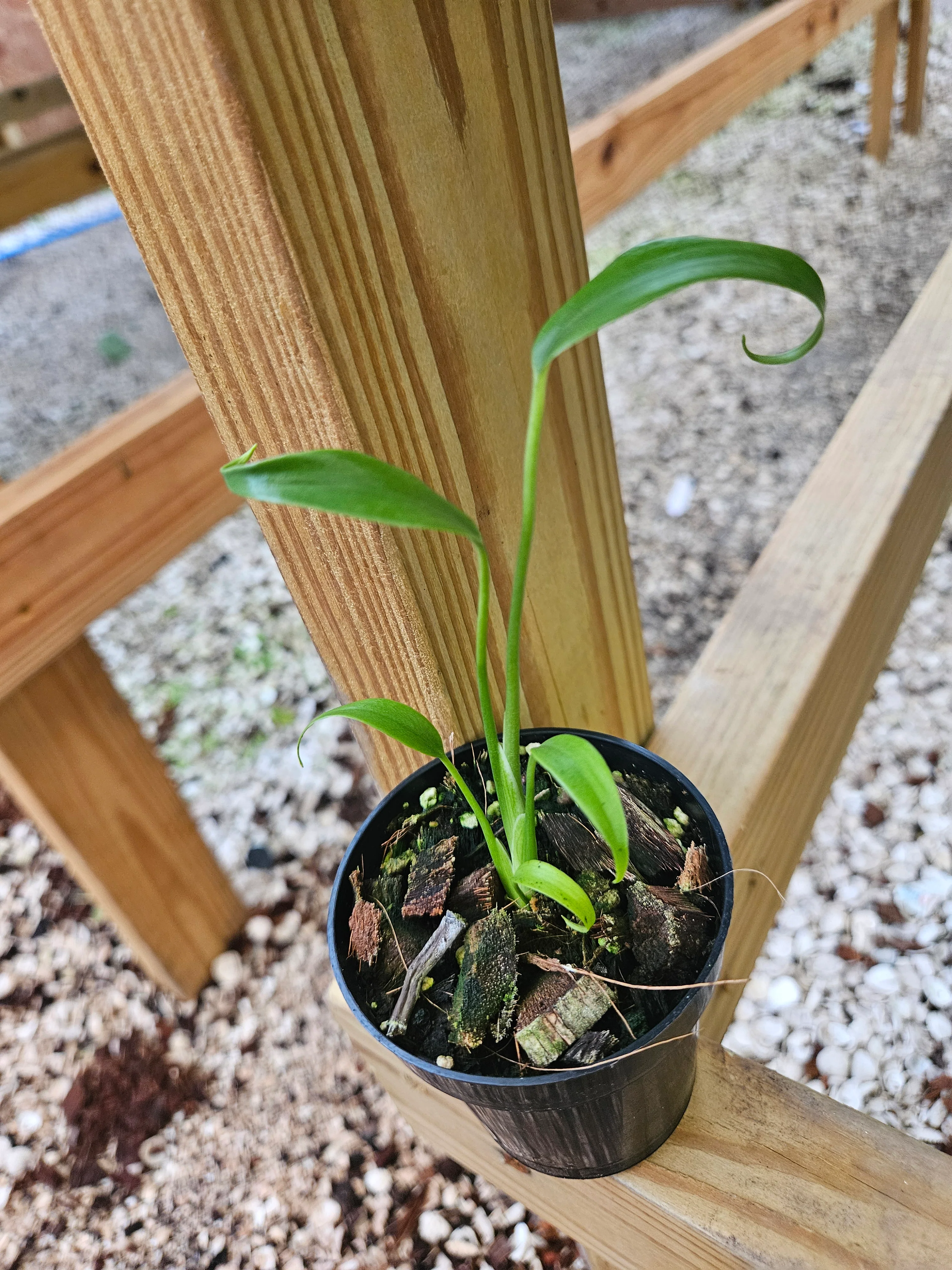 Monstera Burle Marx Flame (3in)- Grower's Choice - Image 8