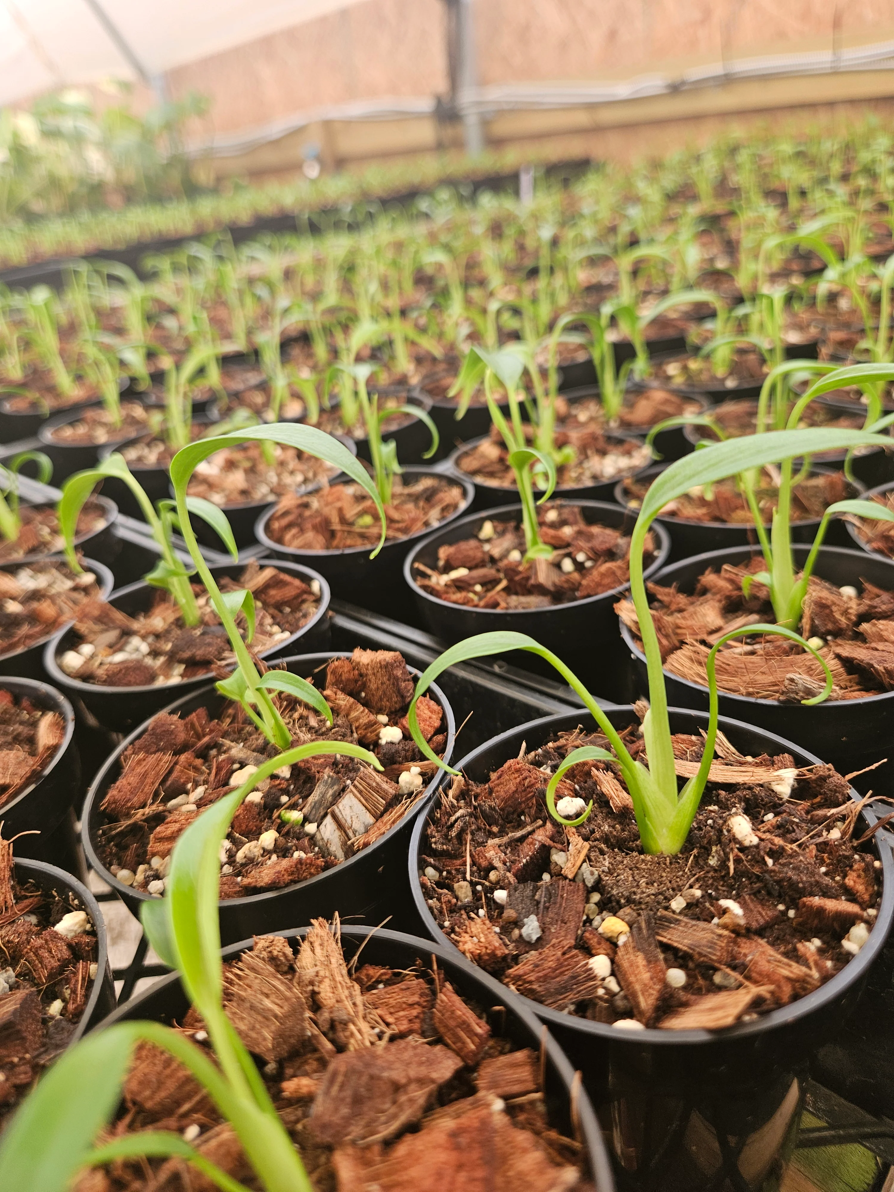 Monstera Burle Marx Flame (3in)- Grower's Choice - Image 9