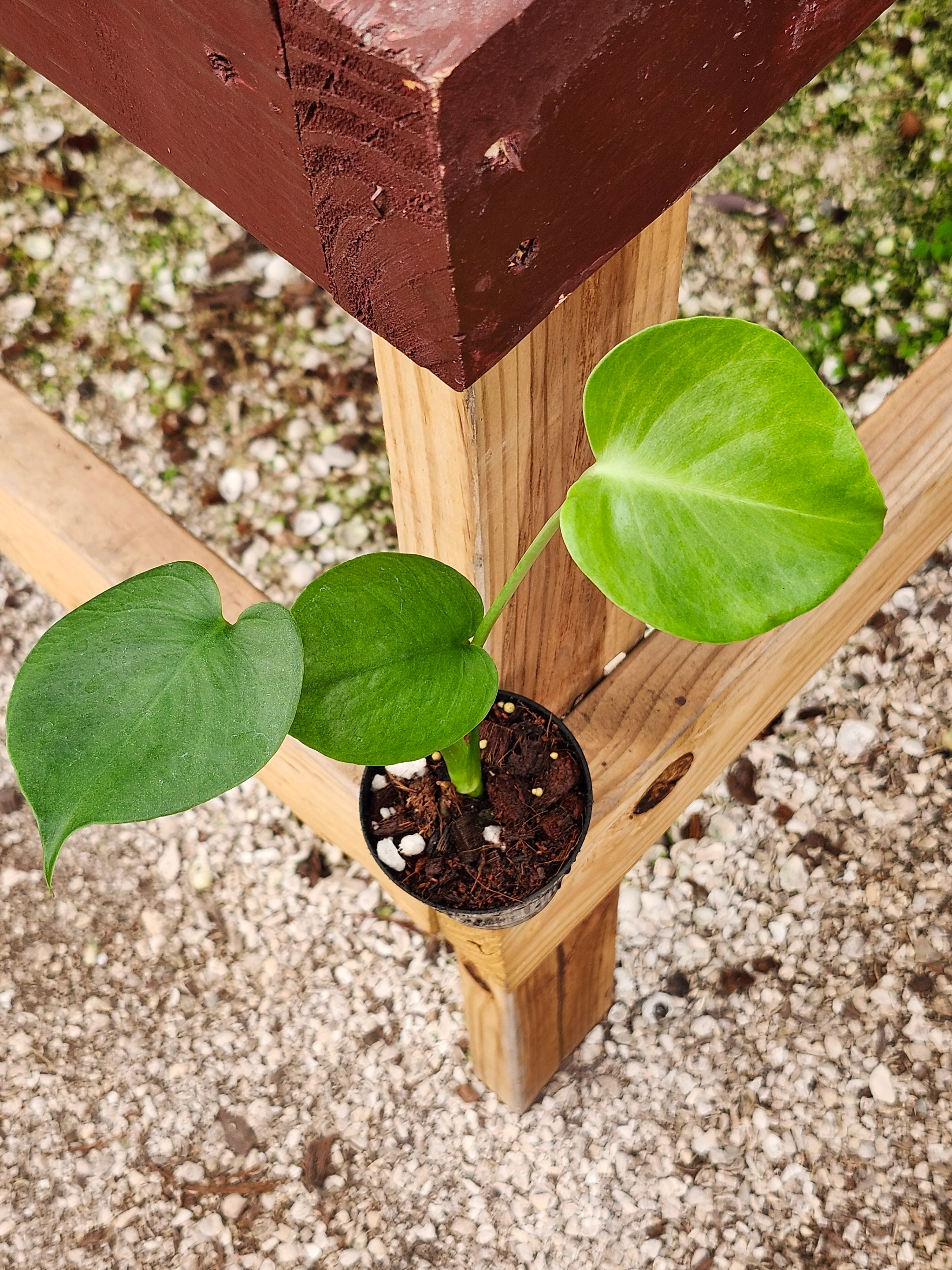 Monstera Deliciosa - Image 3