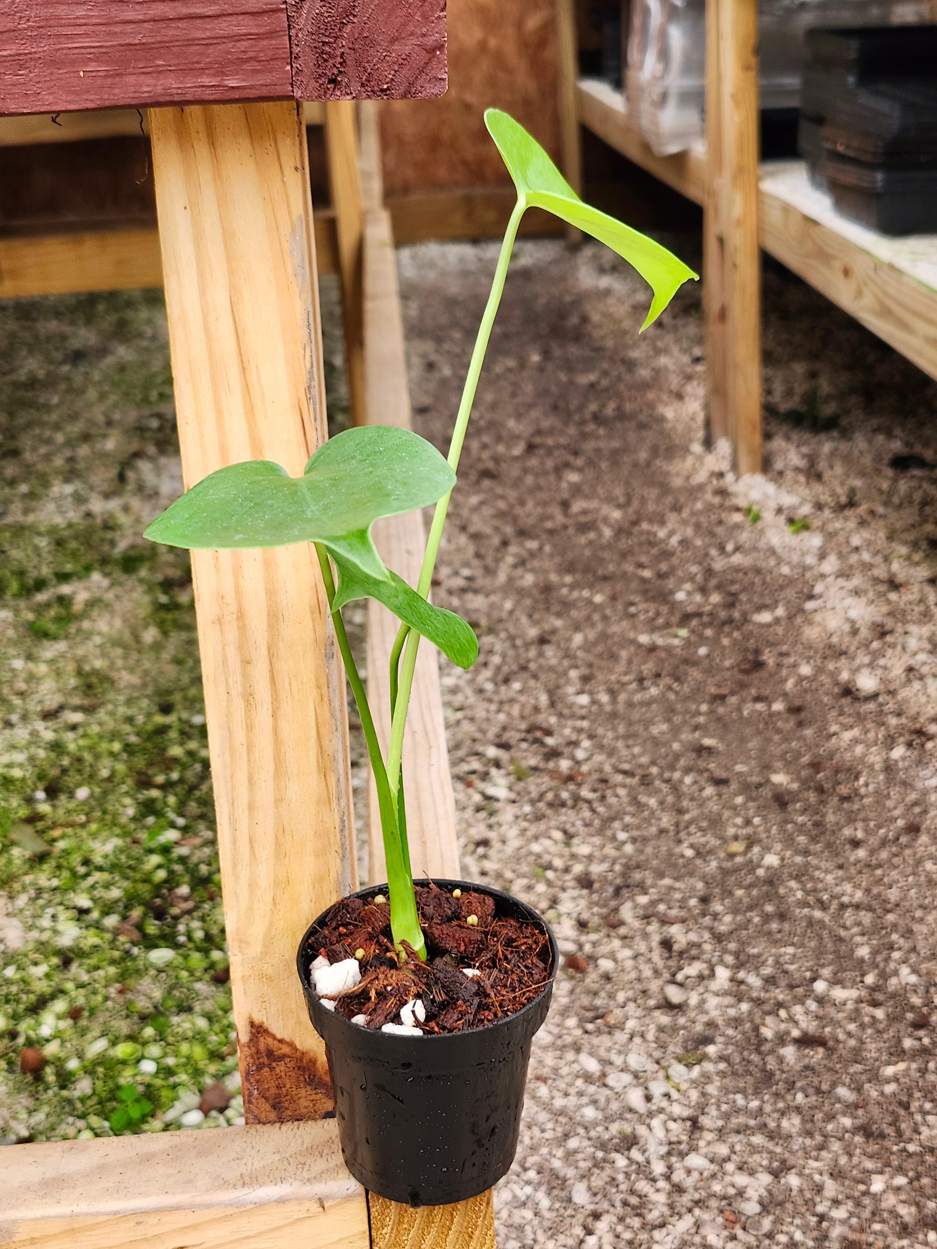 Monstera Deliciosa - Image 4